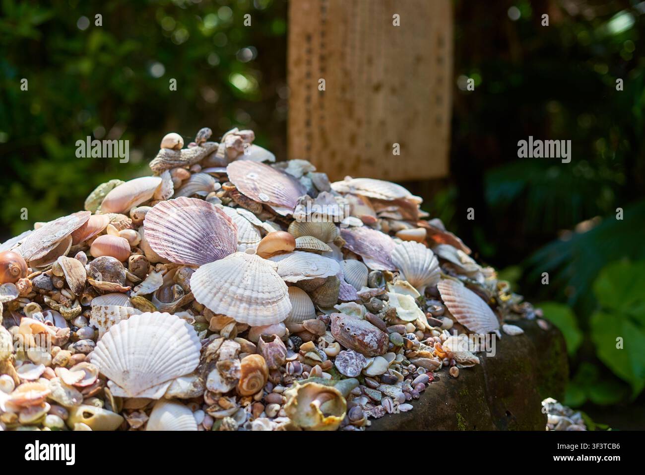 Eine Nahaufnahme eines großen Haufens verschiedener Meeresmuscheln, hauptsächlich Jakobsmuscheln und Venusmuscheln in verschiedenen Weiß-, Rosa- und Cremetönen Stockfoto