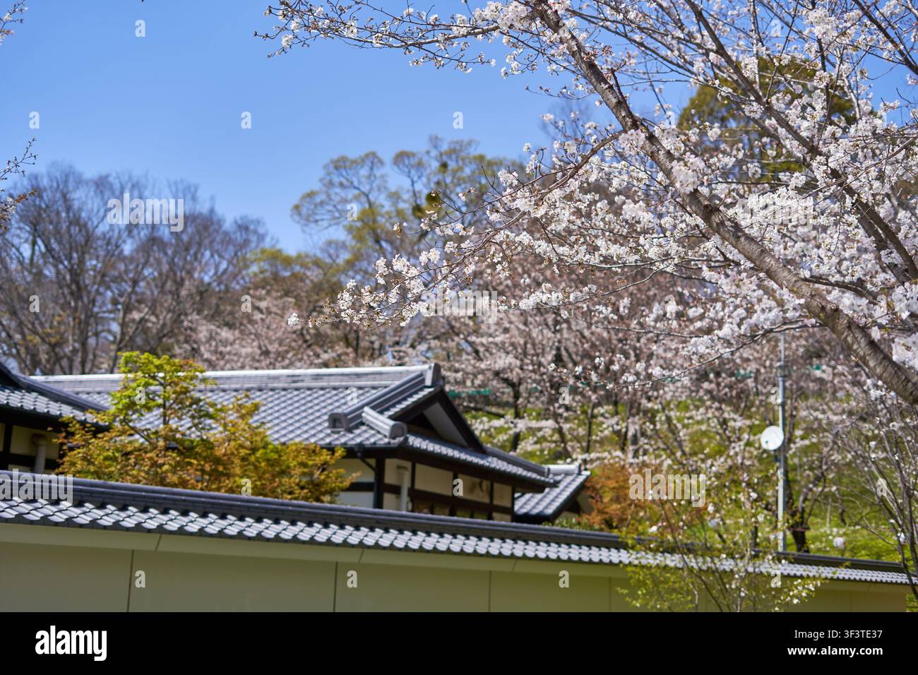 Ein malerischer Frühlingsblick mit traditioneller japanischer Architektur und charakteristischen dunklen Ziegeldächern, die teilweise hinter einer Mauer sichtbar sind, umgeben von Stockfoto