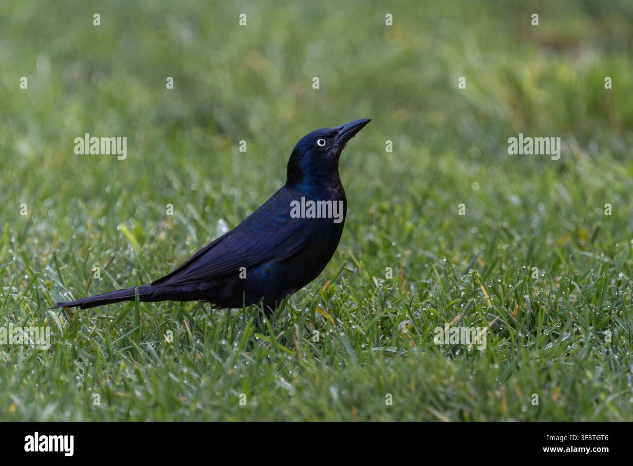 Gewöhnlicher Glanzkräher (Quiscalus quiscula) geht im Seitenprofil auf grünem Gras, Brooklyn Bridge Park, New York, USA Stockfoto