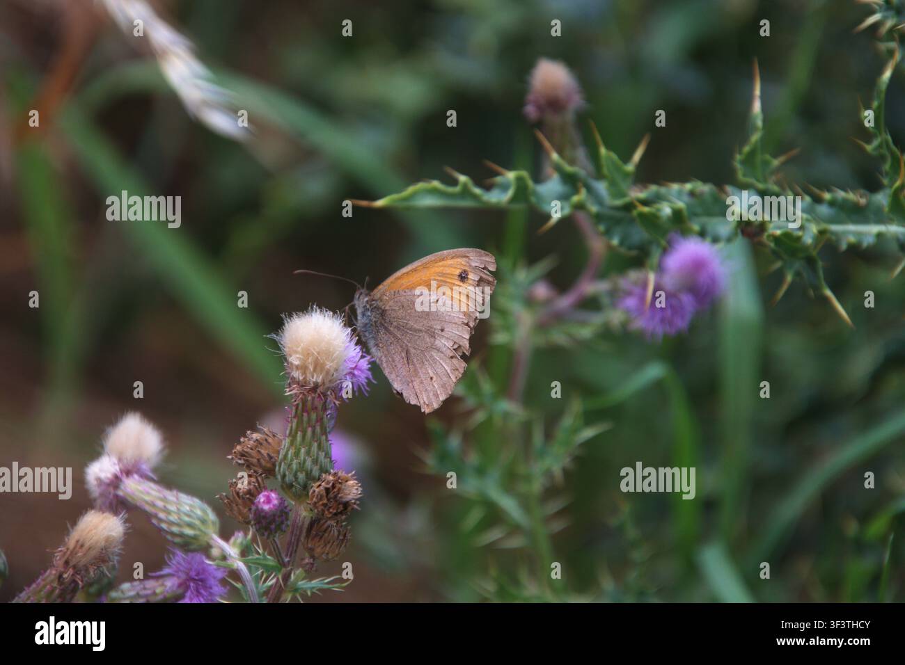 Wiesenfalter ruht auf Distel am Feldrand Stockfoto