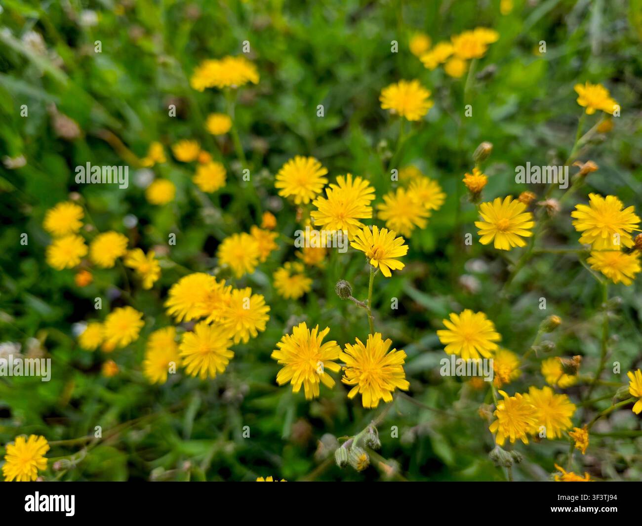 Ein farbenfroher Fleck haariger Crepe-Blumen erstrahlt in sonnigen Gelbtönen und steht stolz in der üppigen grünen Wiese unter einem klaren blauen Himmel, der Bienen anlockt Stockfoto