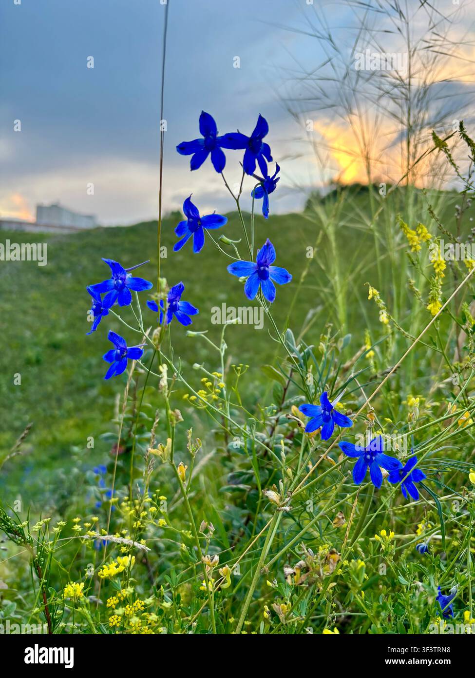 Hellblaue Delphinium-Wildblumen blühen in einer grünen sibirischen Wiese bei Sonnenuntergang mit dramatisch bewölktem Himmel, Region Krasnoyarsk, Russland - Smartphone-aufgenommenes Stockfoto