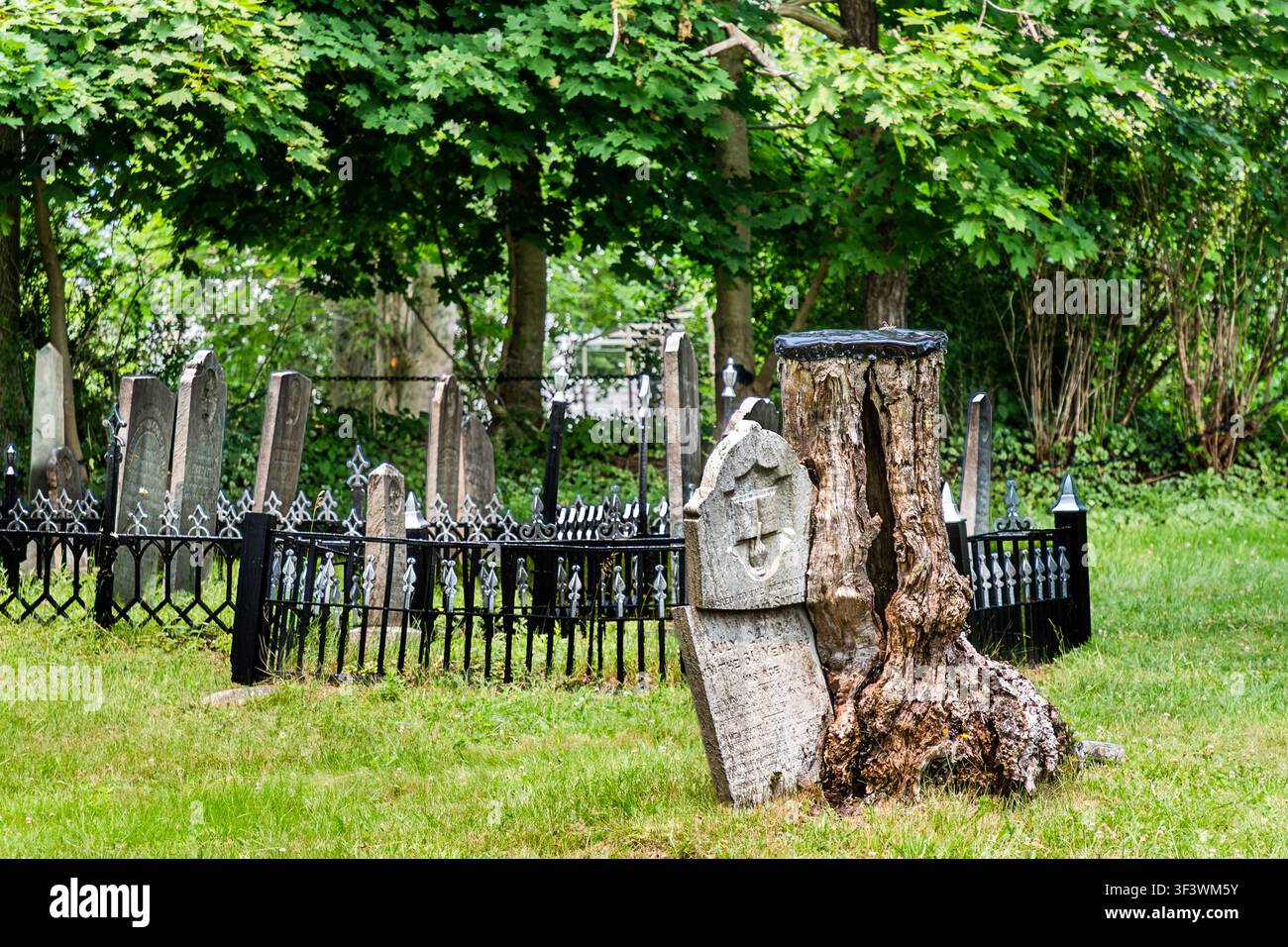 Grabsteine hinter einem schmiedeeisernen Zaun stehen neben einem knorrigen Baumstumpf in einem historischen Friedhof in der Altstadt von Lunenburg, Nova Scotia. Lunenburg, Nova Scotia, Kanada Stockfoto