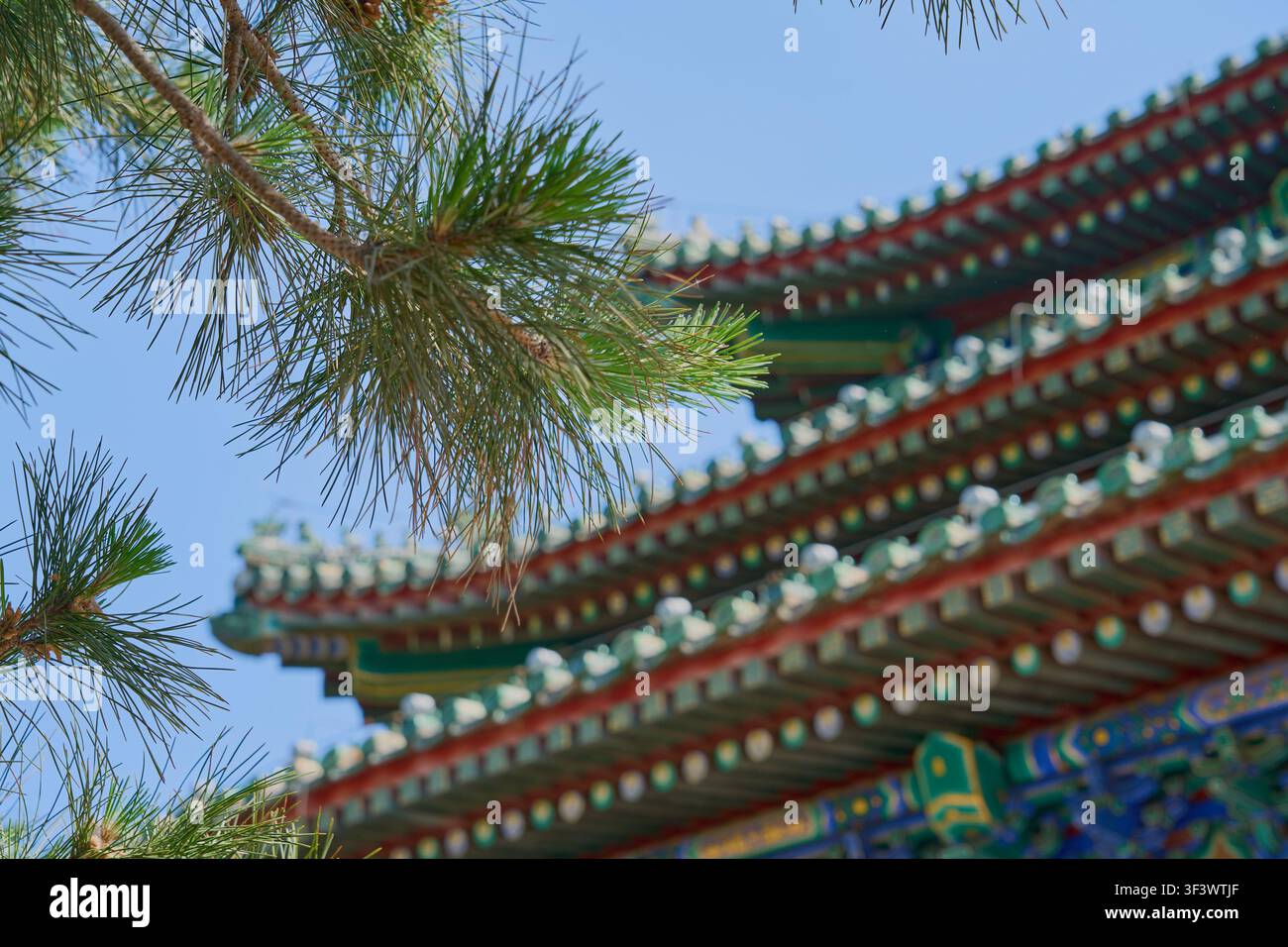 Kiefernzweig umrahmt ein traditionelles chinesisches Tempeldach mit kunstvoller Architektur und blauem Himmel. Stockfoto