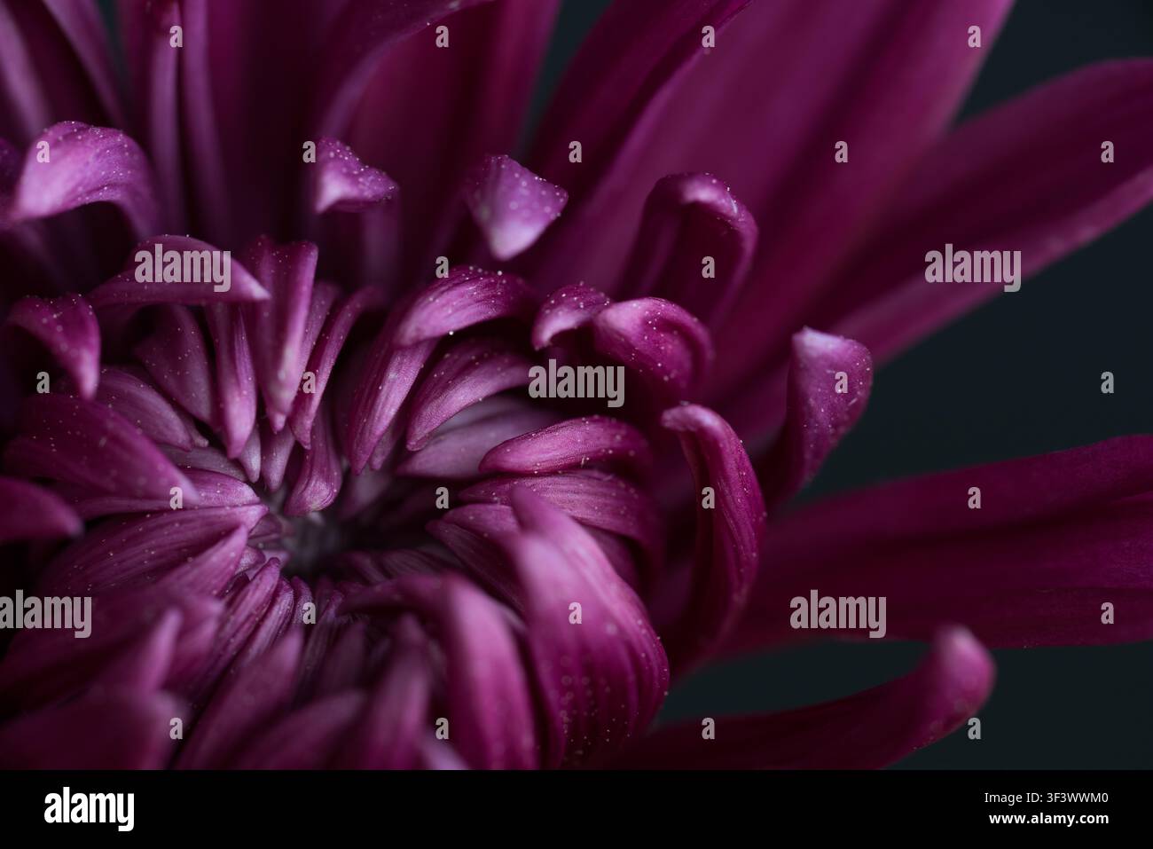 Extreme Nahaufnahme eines dunkelvioletten Chrysanthems mit Pollenverstreuung auf seinen Blütenblättern. Stockfoto