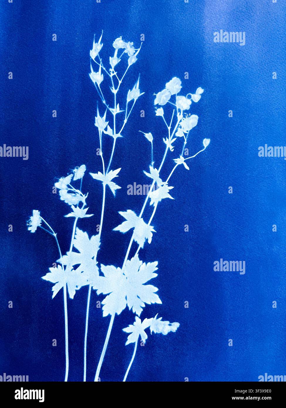 Zwei Wiesenblumen in Cyanotypie-Technik hergestellt Stockfoto
