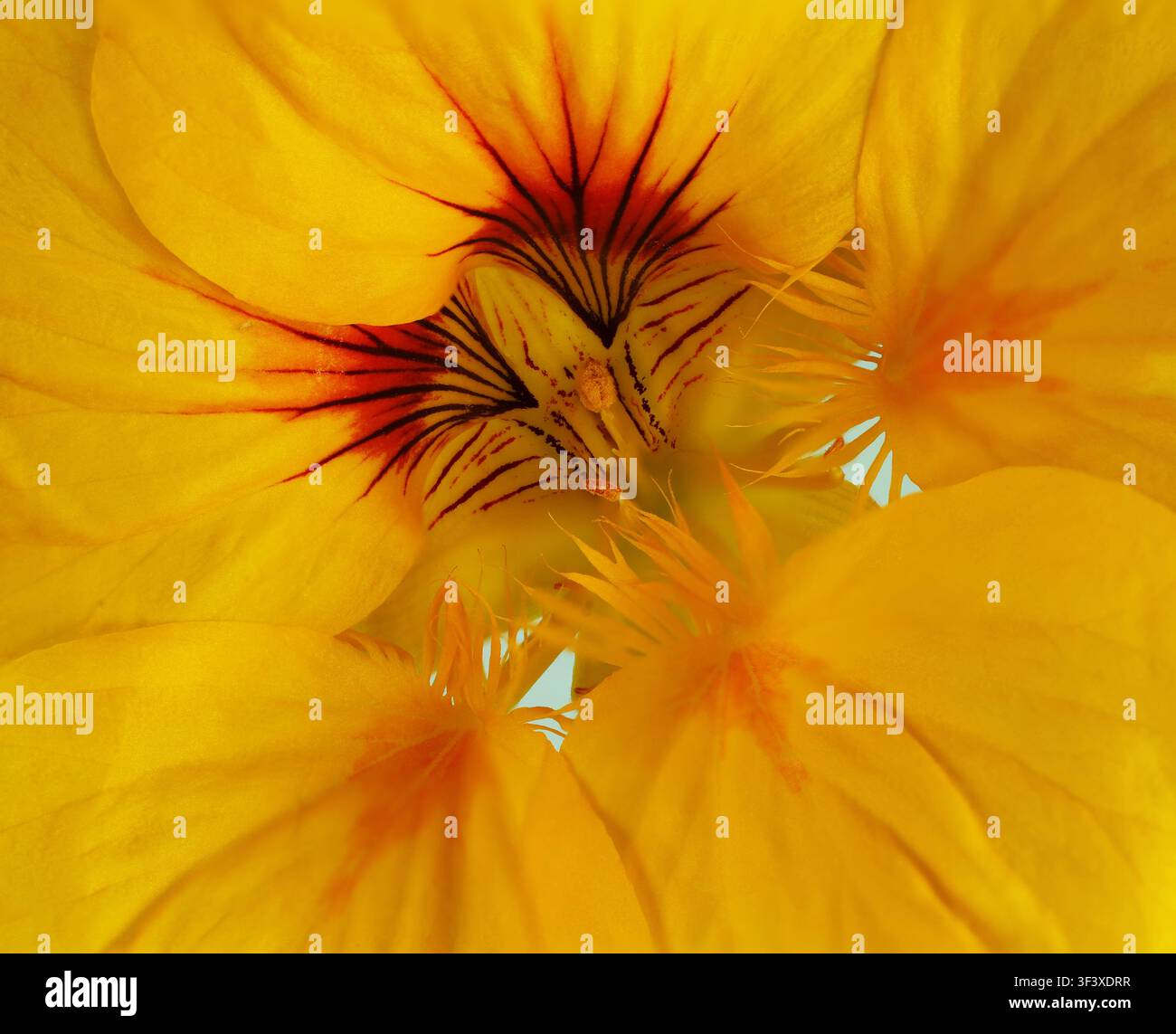 Schöne Nasturtium-Gelbe Blume, auch Tropaeolum majus genannt, ist eine mehrjährige krautige Blütenpflanze, die in Süd- und Mittelamerika heimisch ist. Stockfoto
