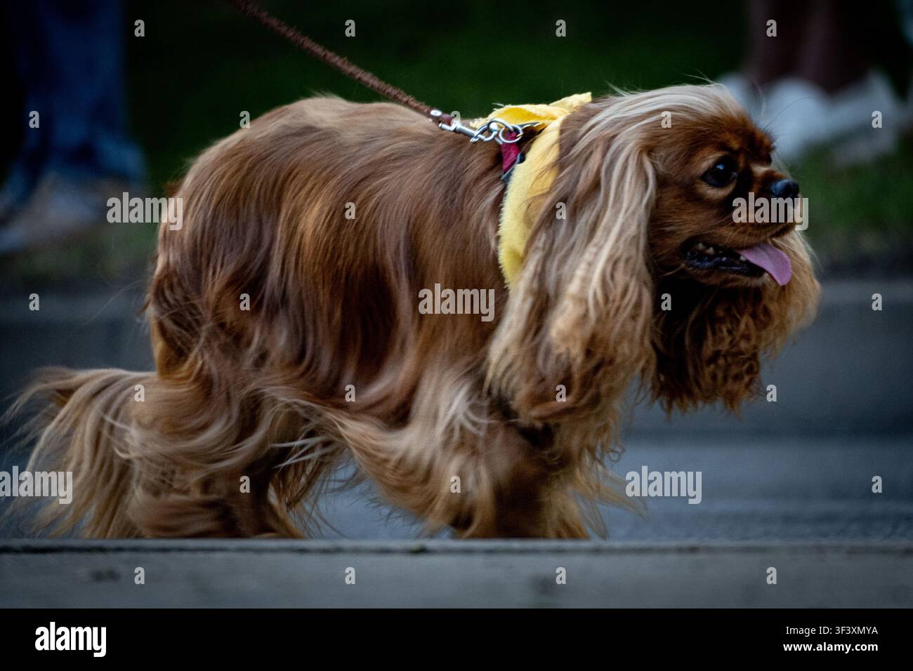 Cavalier King Charles Spaniel läuft an der Leine bei einer Hundeparade Stockfoto