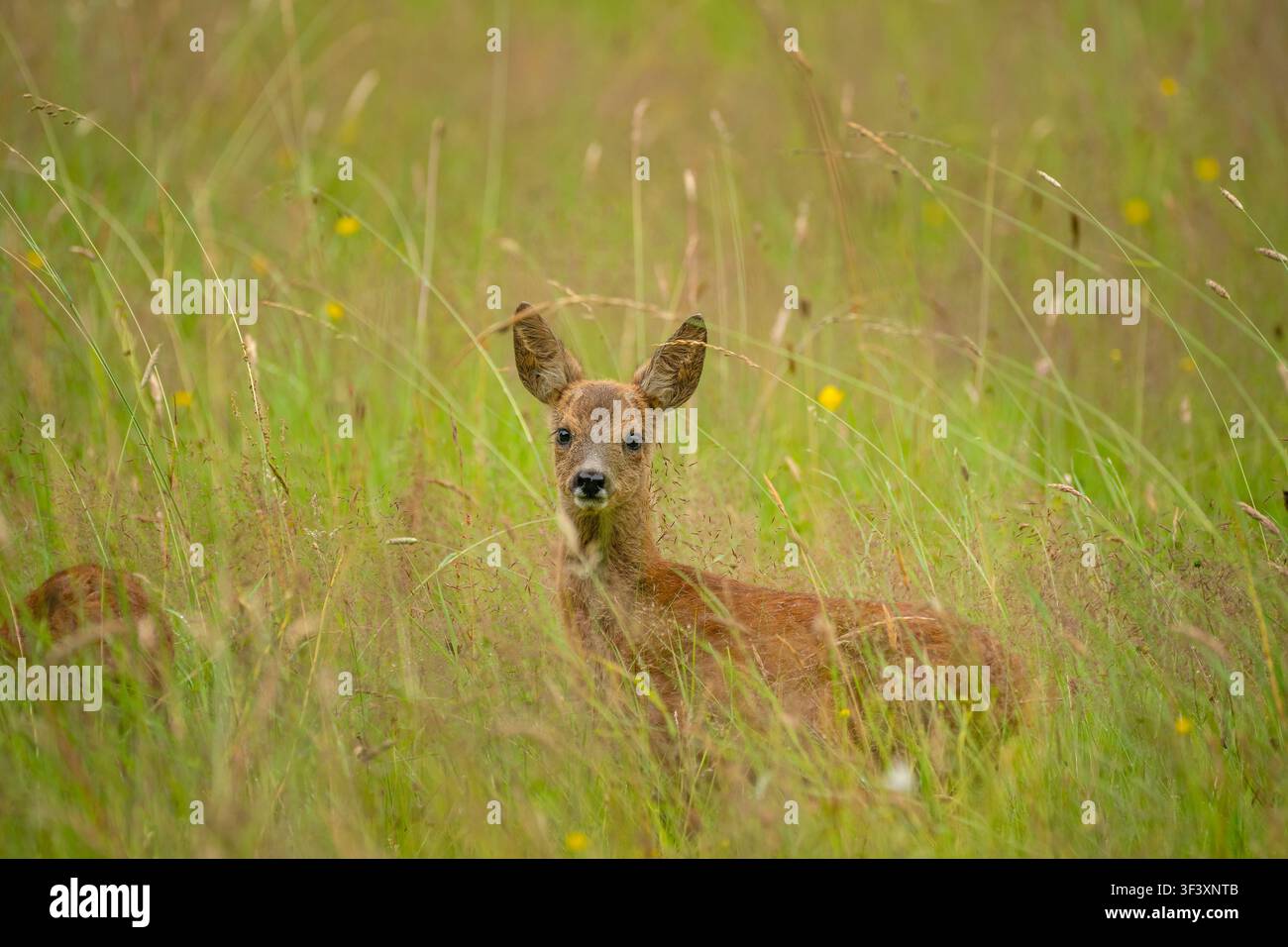 Rehkitze auf der Sommerblumenwiese. Stockfoto