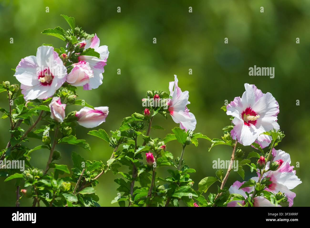 Nahaufnahme von rosa Hibiskusblüten auf unscharfem grünem Hintergrund Stockfoto