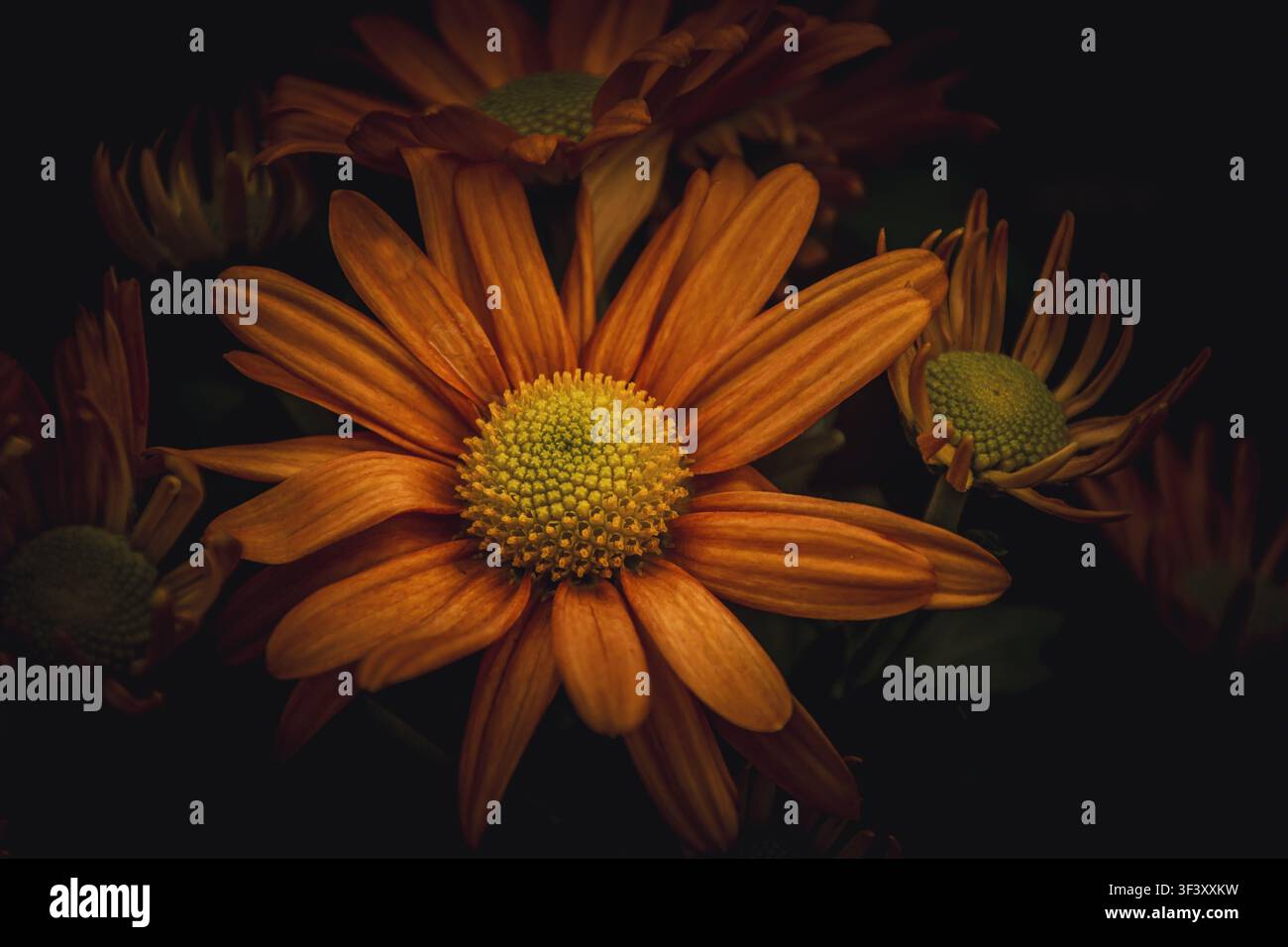 Dunkelorangefarbene Blumen Stockfoto