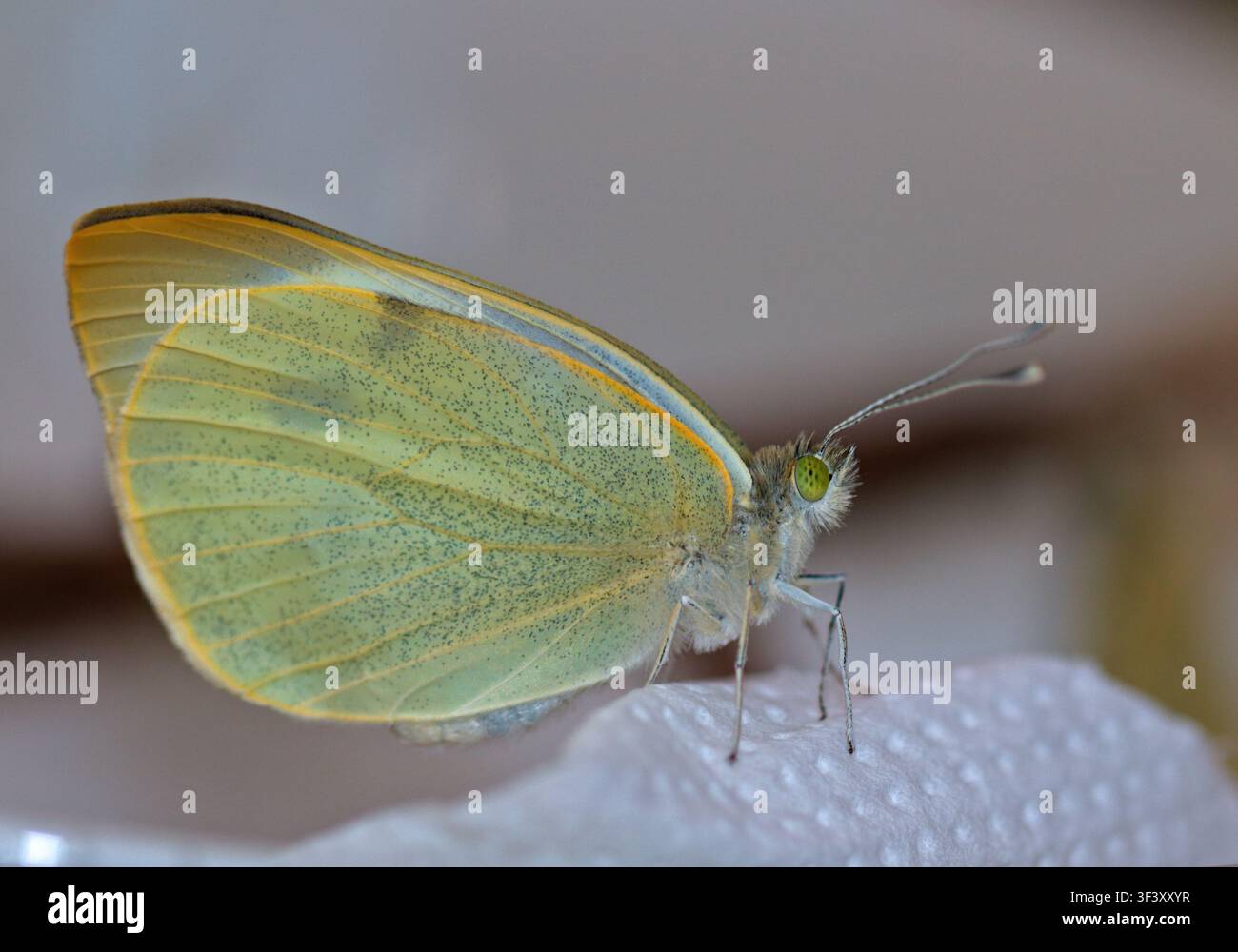 Großer Weißer Schmetterling/Kohlweißling (pieris brassicae) Stockfoto