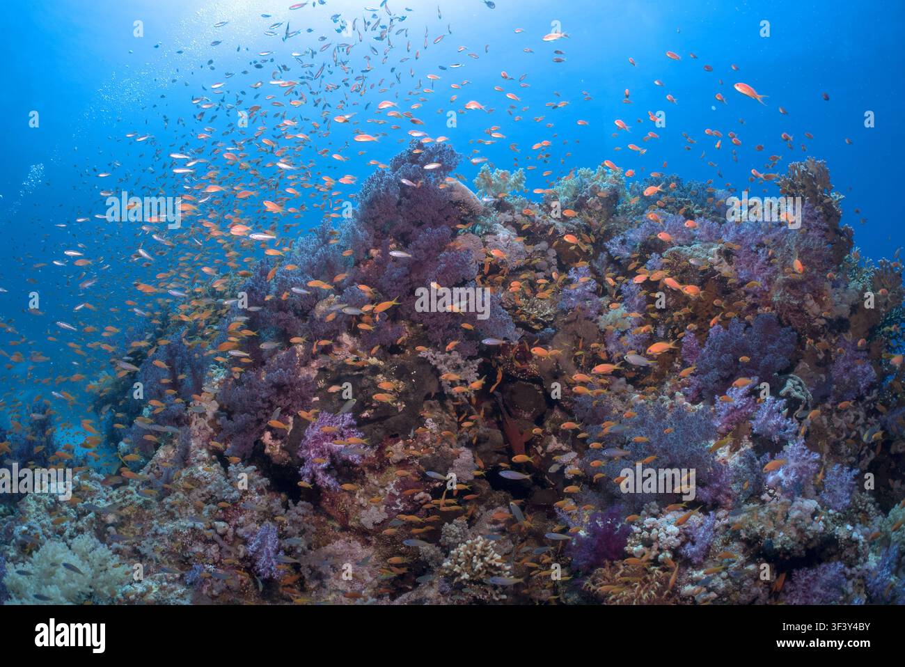 Sehr farbenfrohes Riff im Roten Meer, Ägypten Stockfoto