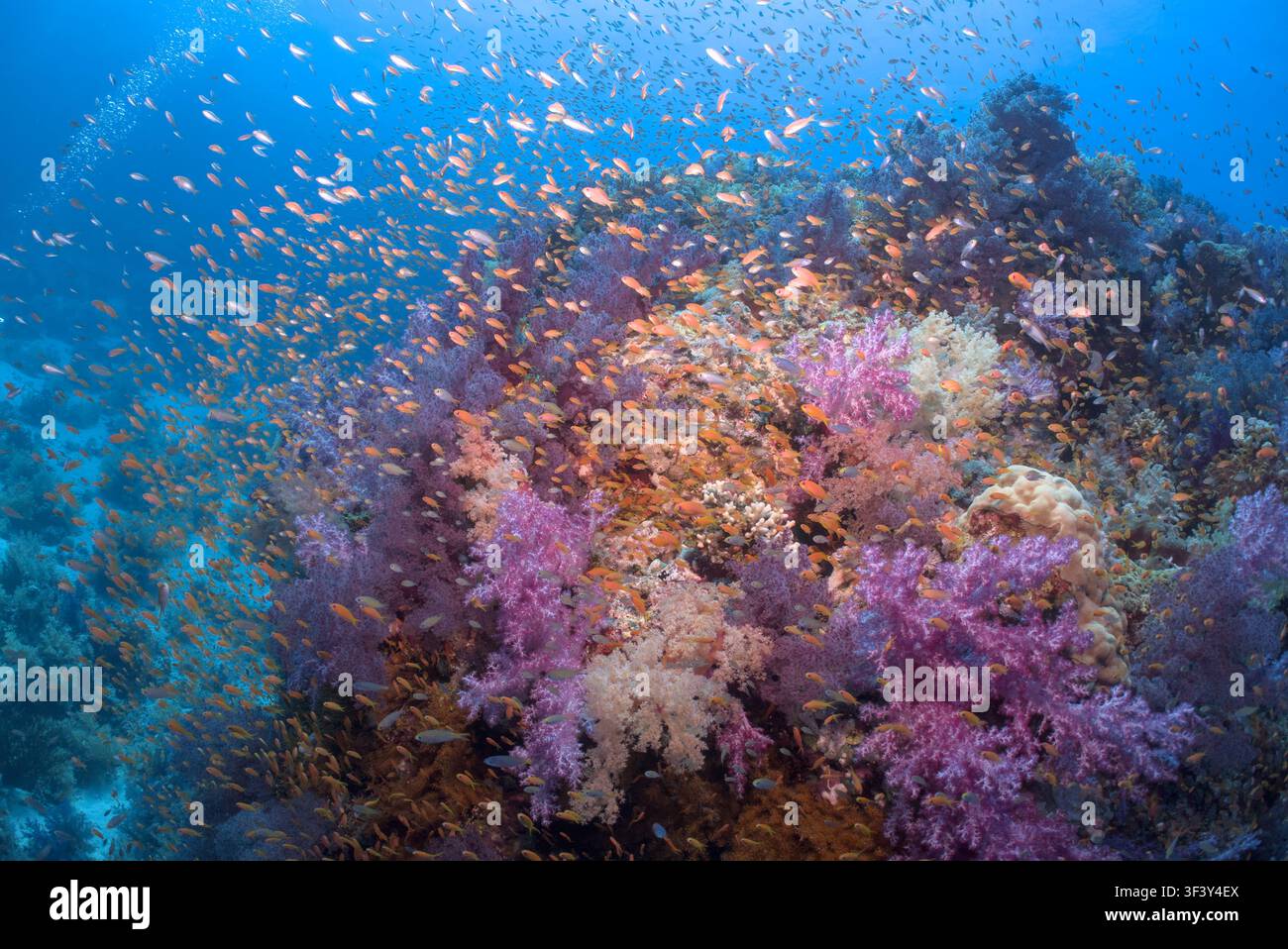 Sehr farbenfrohes Riff im Roten Meer, Ägypten Stockfoto
