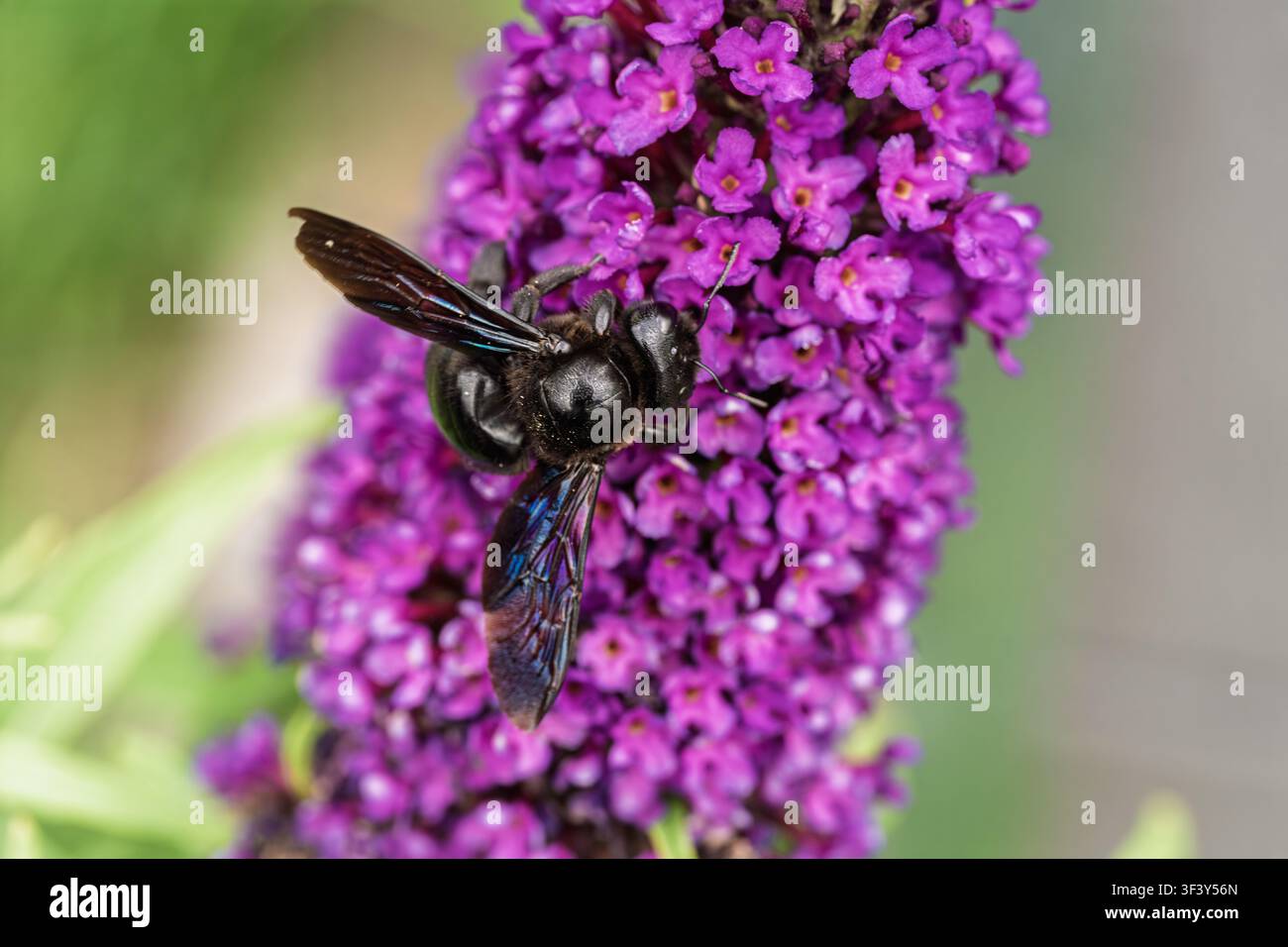 Schwarze Holzbiene, die an einem lila Buddleia-Blütenstand im hellen Tageslicht füttert, Nahaufnahme Stockfoto