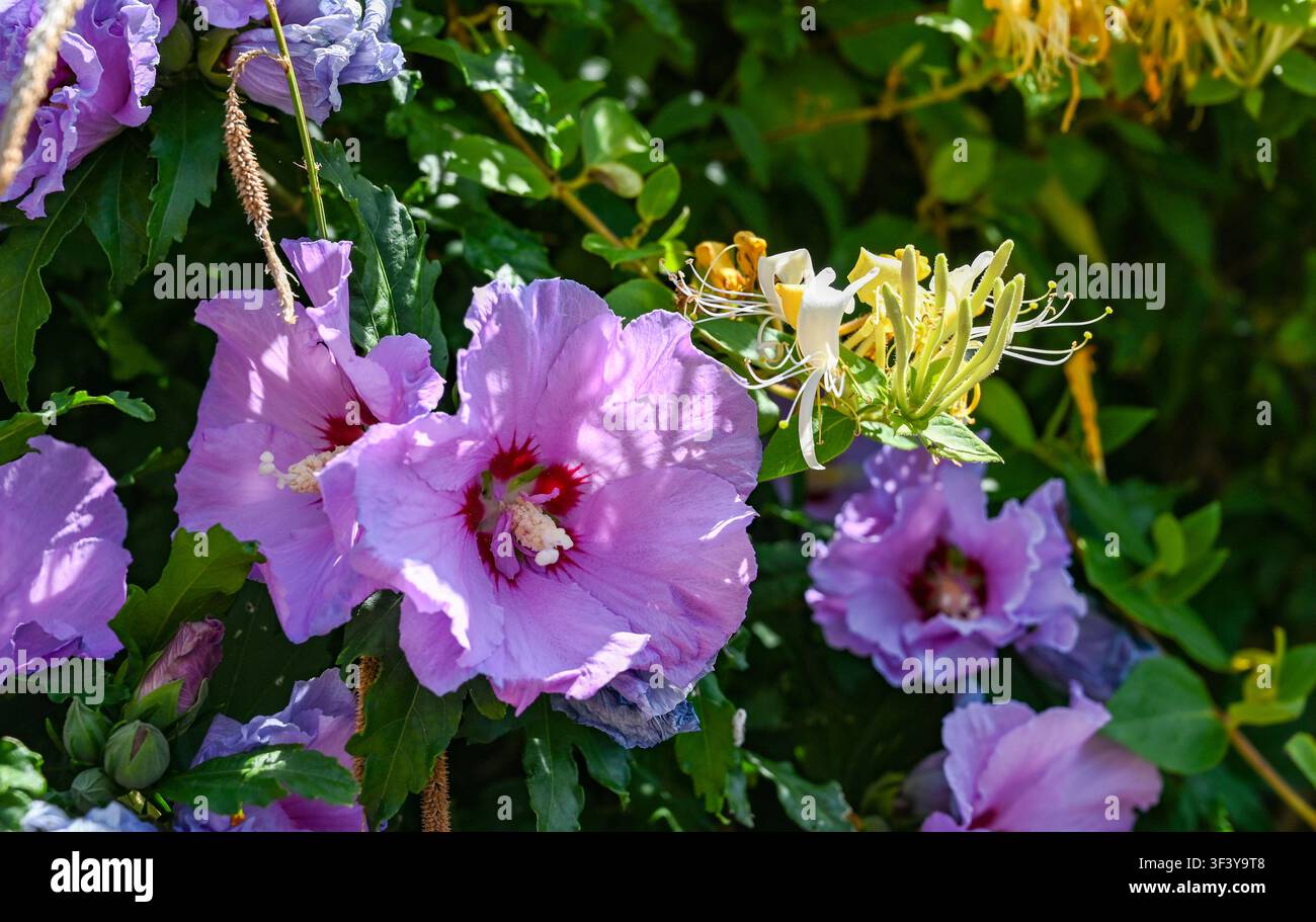 Rosa Hibiskusblüten und Geißblatt zusammen in einem kleinen städtischen Garten in Sussex, England, 2026, England, UK Stockfoto
