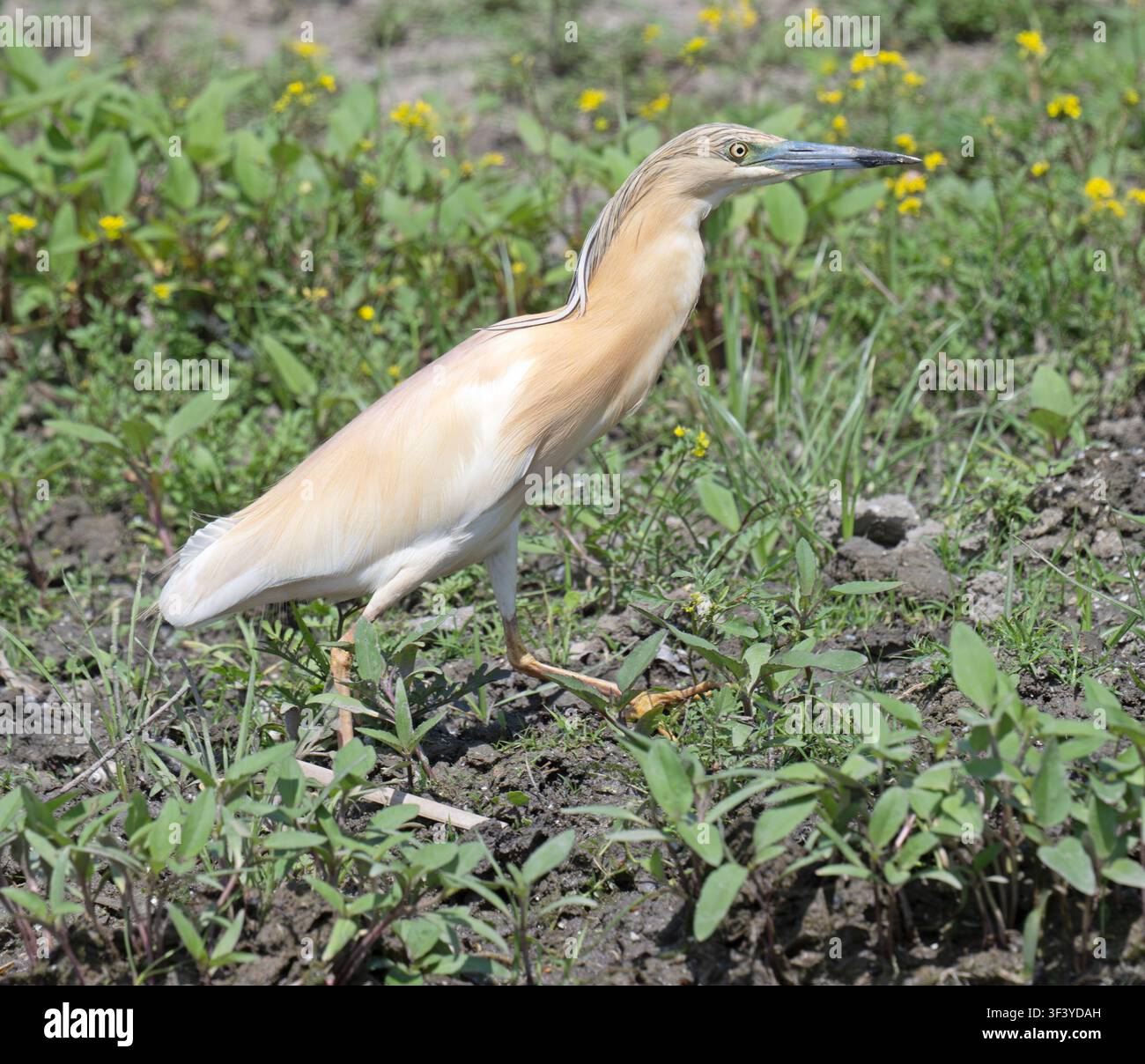 Squacco Heron Ardeola ralloides Donaudelta Rumänien Stockfoto
