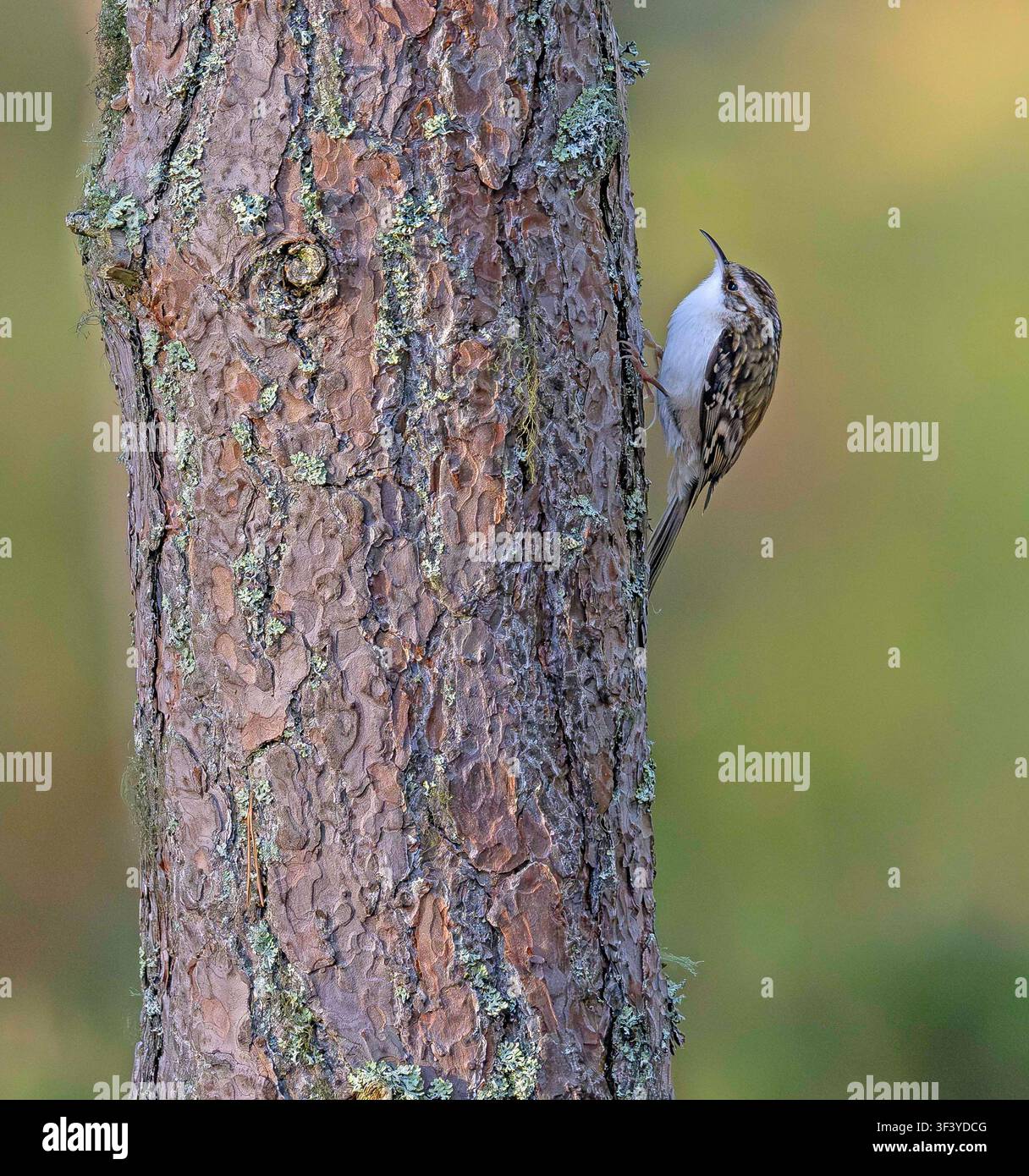 Baumspecht Certhia familiaris Loch Garten Schottland Stockfoto