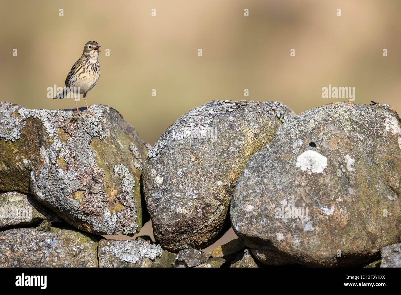 Wiesenpieper, Anthus pratensis, singt von der Spitze einer trockenen Steinmauer. Dumfries und Galloway, Schottland, UK. 2026 Stockfoto