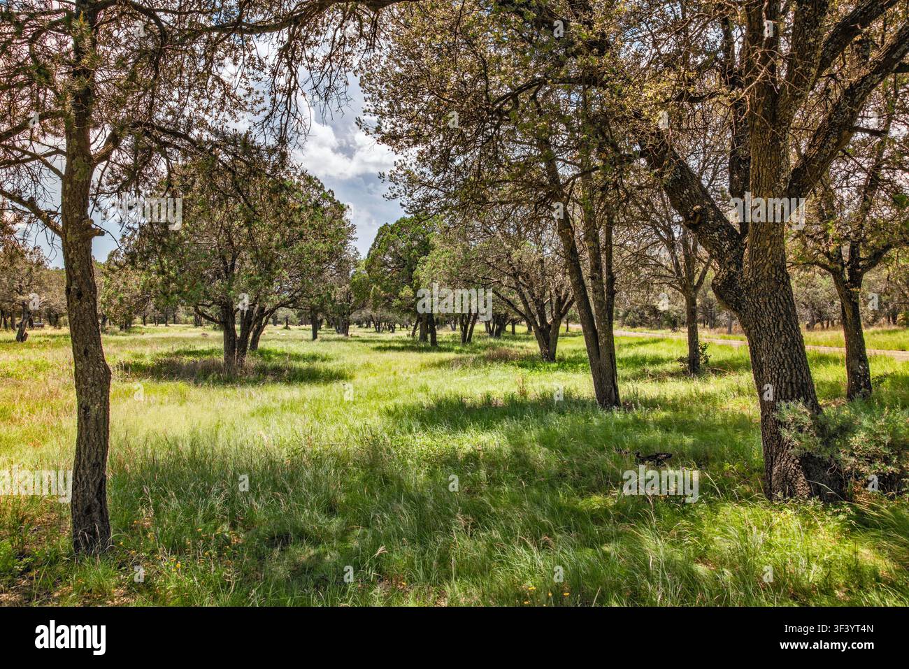 Wald am Madera Canyon Roadside Park, Madera Canyon, Davis Mountains, Trans-Pecos Texas Ranges, nahe Fort Davis, Texas, USA Stockfoto