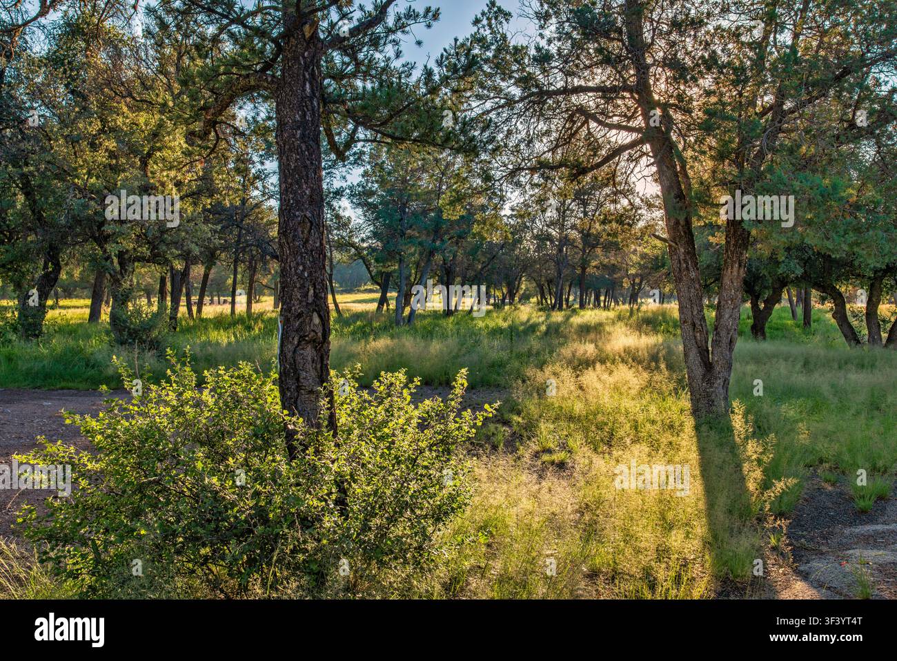 Wald am Madera Canyon Roadside Park, Madera Canyon, Davis Mountains, Trans-Pecos Texas Ranges, nahe Fort Davis, Texas, USA Stockfoto