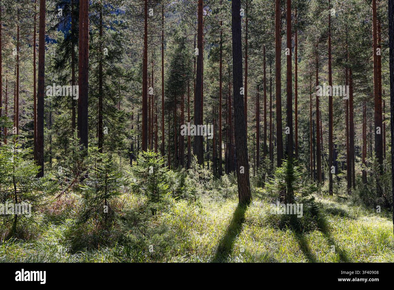 Zwei lange Schatten von Baumstämmen überqueren die Lichtung, während warmes Rindenholz und grüne Nadeln scharf im Detail bleiben. Ein offener Fleck sonnenbeleuchteten Grases bildet das Zentrum des Stockfoto