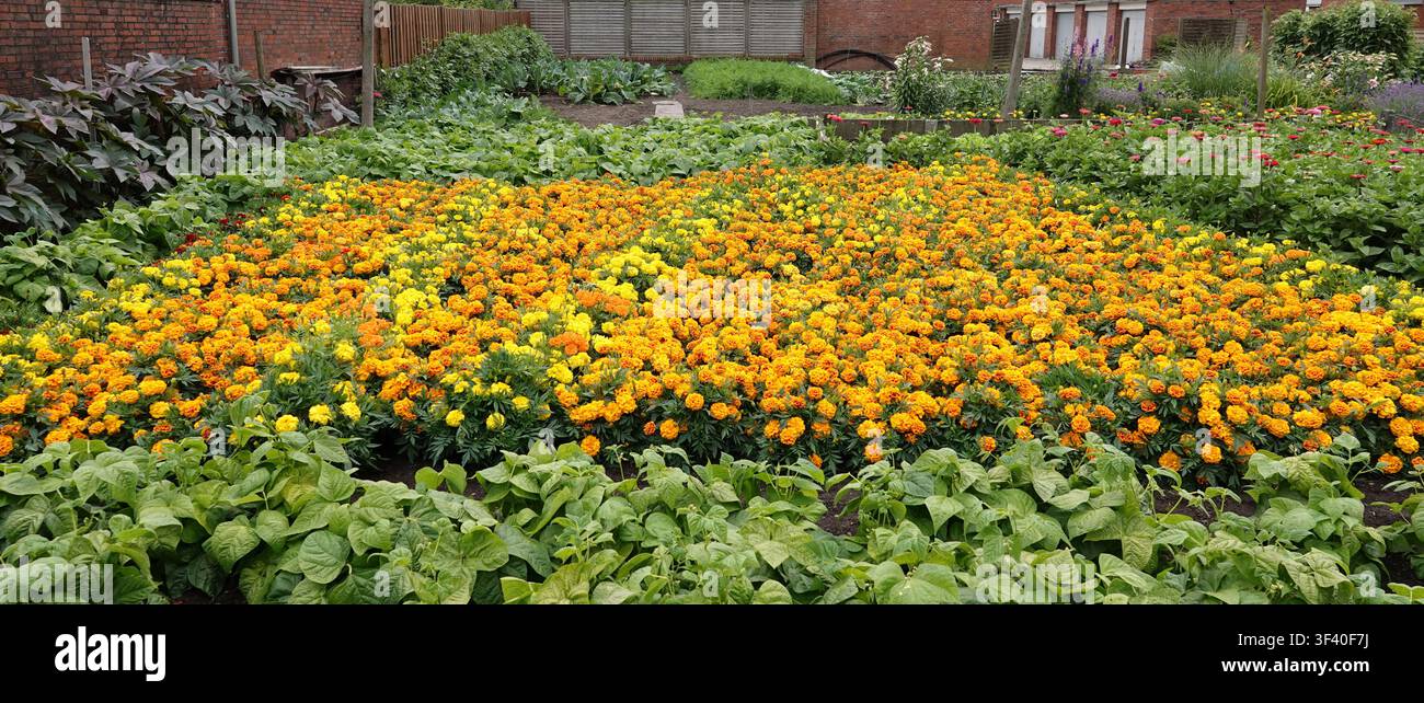 Ein lebendiger Garten in einem Wohngebiet zeigt ein Beet mit Goldblumen (Tagetes spp.) mit leuchtend orangefarbenen und gelben Blüten. Die Goldblumen sind dicht gepflanzt Stockfoto