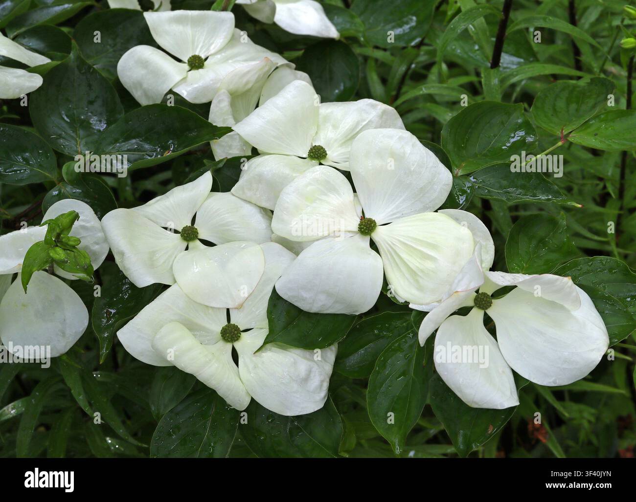 Venus-Dogwood, Cornus "Venus" oder Cornus × elwinortonii 'Venus', Cornaceae. Hybrid. Ein Hybride aus mehreren Arten von C. kousa, C. nuttallii und C. florida. Stockfoto