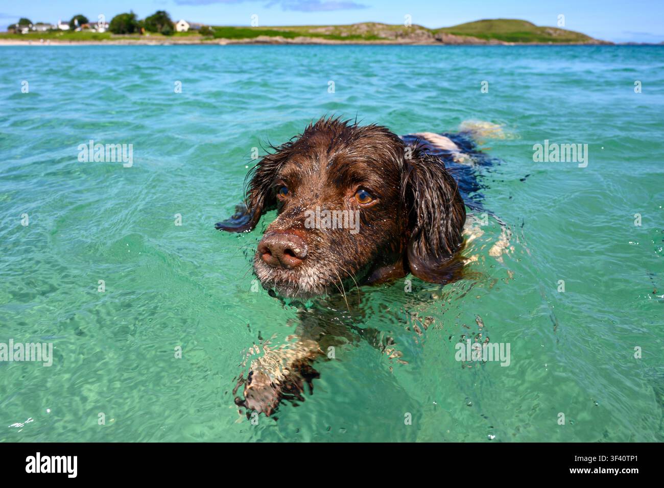 Nasser englischer Springer Spaniel schwimmt nahe dem Ufer am Mellon Udrigle Beach, Wester Ross, Schottland. Stockfoto