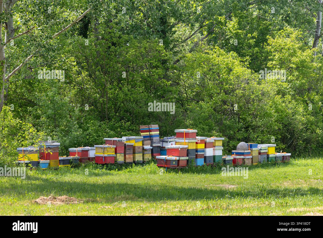 Farbenfrohe Bienenstöcke und gestapelte Holzkisten bilden eine ländliche Imkerei entlang einer üppigen grünen Waldwiese, die Sommer, Bestäubung und traditionelles Imken evoziert Stockfoto