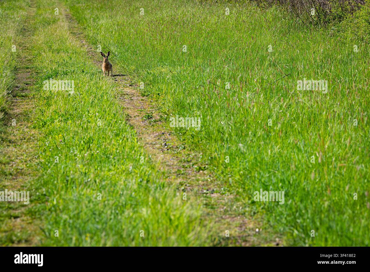 Ein wilder Hase sitzt aufmerksam auf einem schmalen Feldweg, der durch hohes Frühlingsgras in einer sonnigen Wiese führt, und vermittelt Einsamkeit, Landleben, Natur und die Ca Stockfoto
