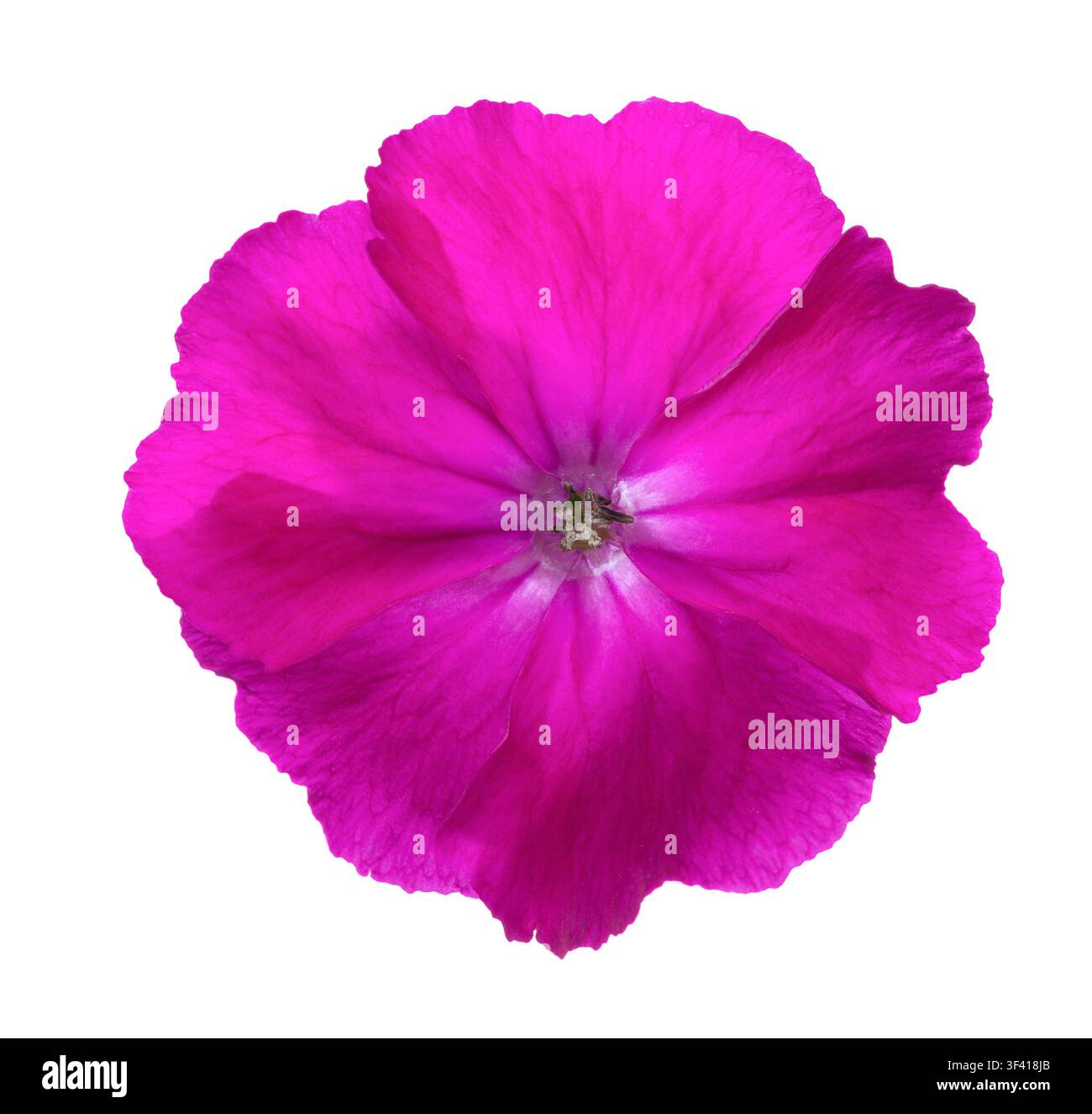 Helle magentafarbene Blume isoliert auf weißem Hintergrund. Silencoronaria. Stockfoto