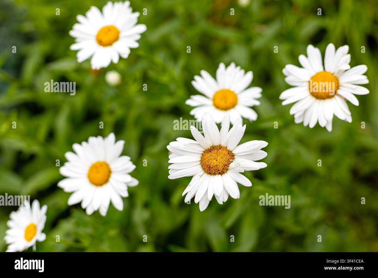 Weiße Gänseblümchen blühen zwischen üppigem grünen Blattwerk. Weiße Gänseblümchen mit goldenen Mittelblüten blühen zwischen üppigem grünem Blattwerk in einer hellen Gartenszene. Stockfoto
