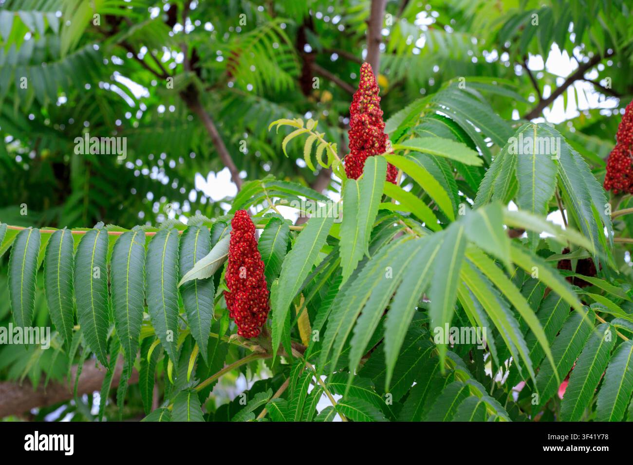 Sumach-Baumzweige. Samtige Steinfruchtbüschel und hellgrüner Blattgrund. Rote Fruchtkegel an Rhus-Sträuchzweigen bei weichem Tageslicht im Freien Stockfoto