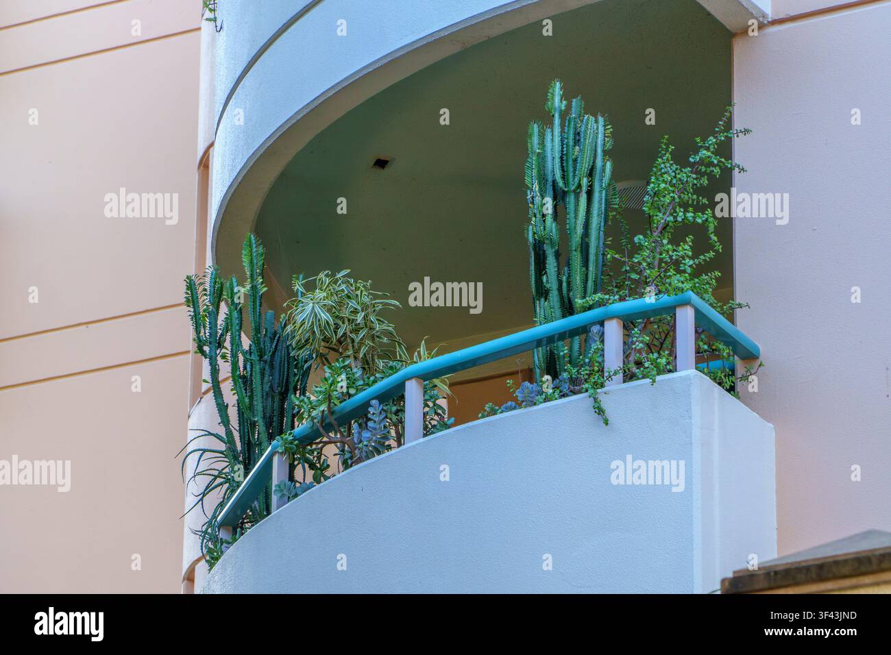 Ein ruhiger urbaner Balkon, üppig mit lebhaften grünen Kakteen und Sukkulenten, der Gelassenheit inmitten moderner Wohnarchitektur zeigt Stockfoto
