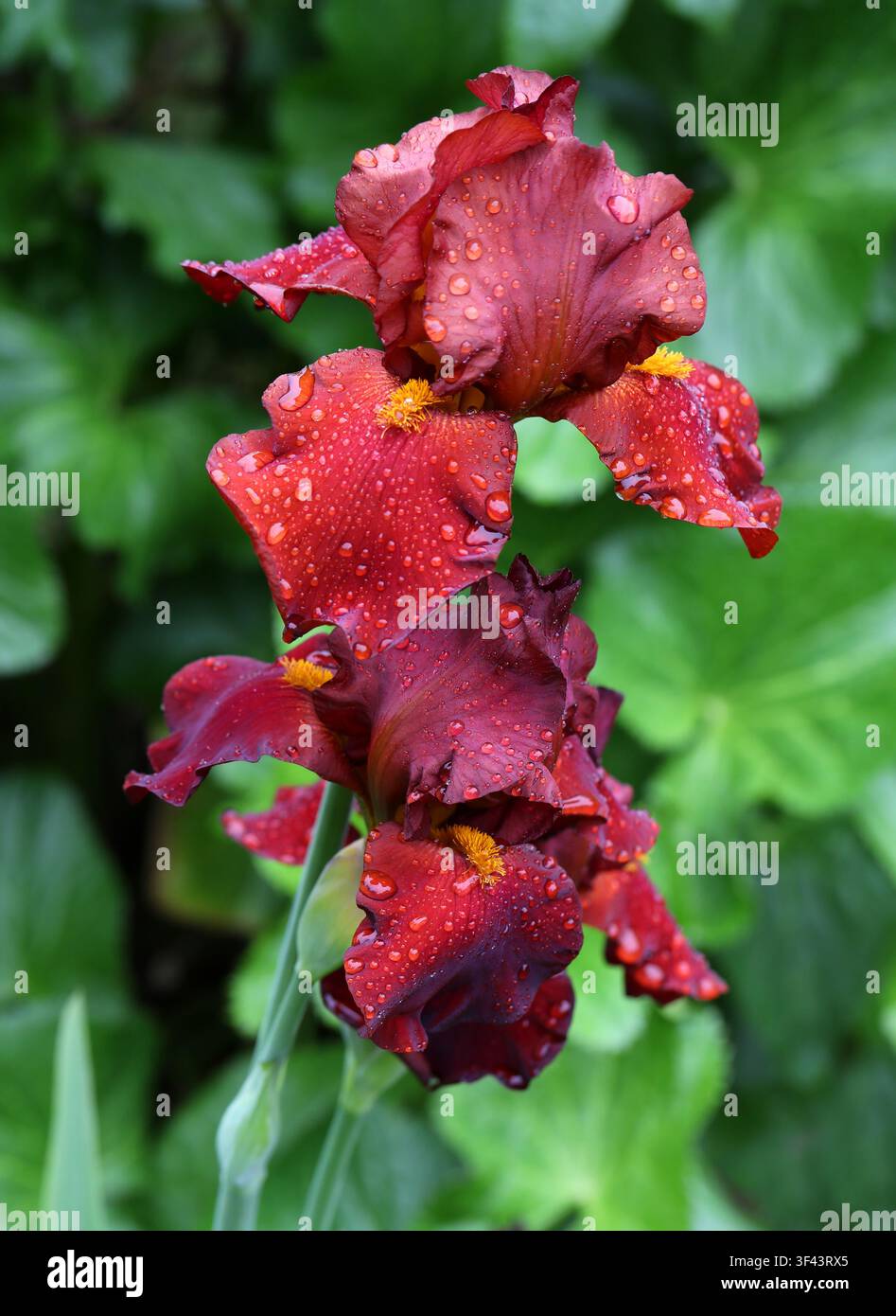 Maroon oder Burgunderrote Hohe Bart-Iris, Iris germanica 'Cimarron Strip', Iridaceae. Schottland, UK. Stockfoto