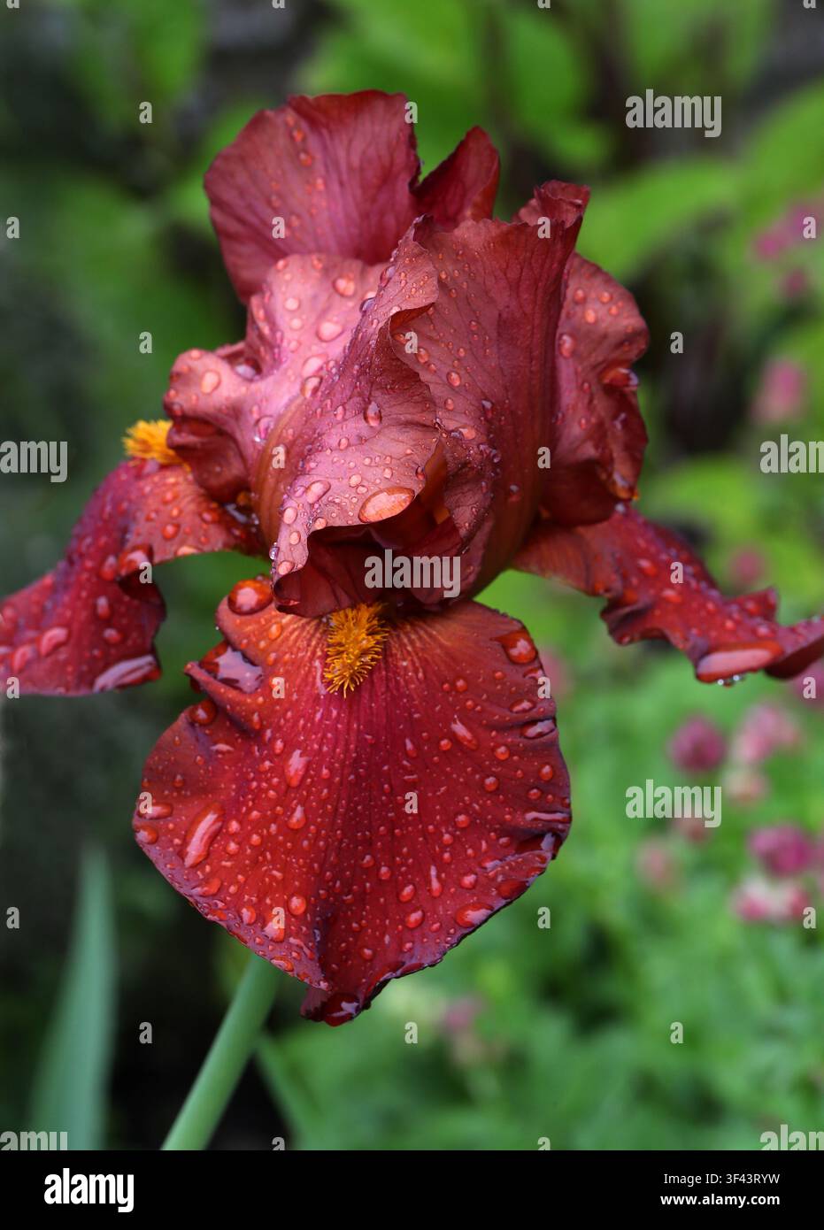 Maroon oder Burgunderrote Hohe Bart-Iris, Iris germanica 'Cimarron Strip', Iridaceae. Schottland, UK. Stockfoto