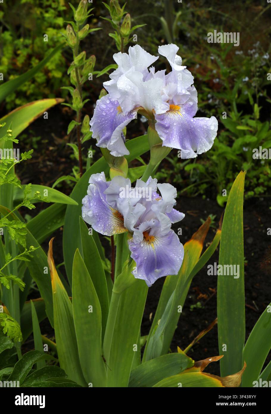 Hohe bärtige Schwertlilie, Iris germanica "Wake Water", Iridaceae. Schottland, UK. Stockfoto