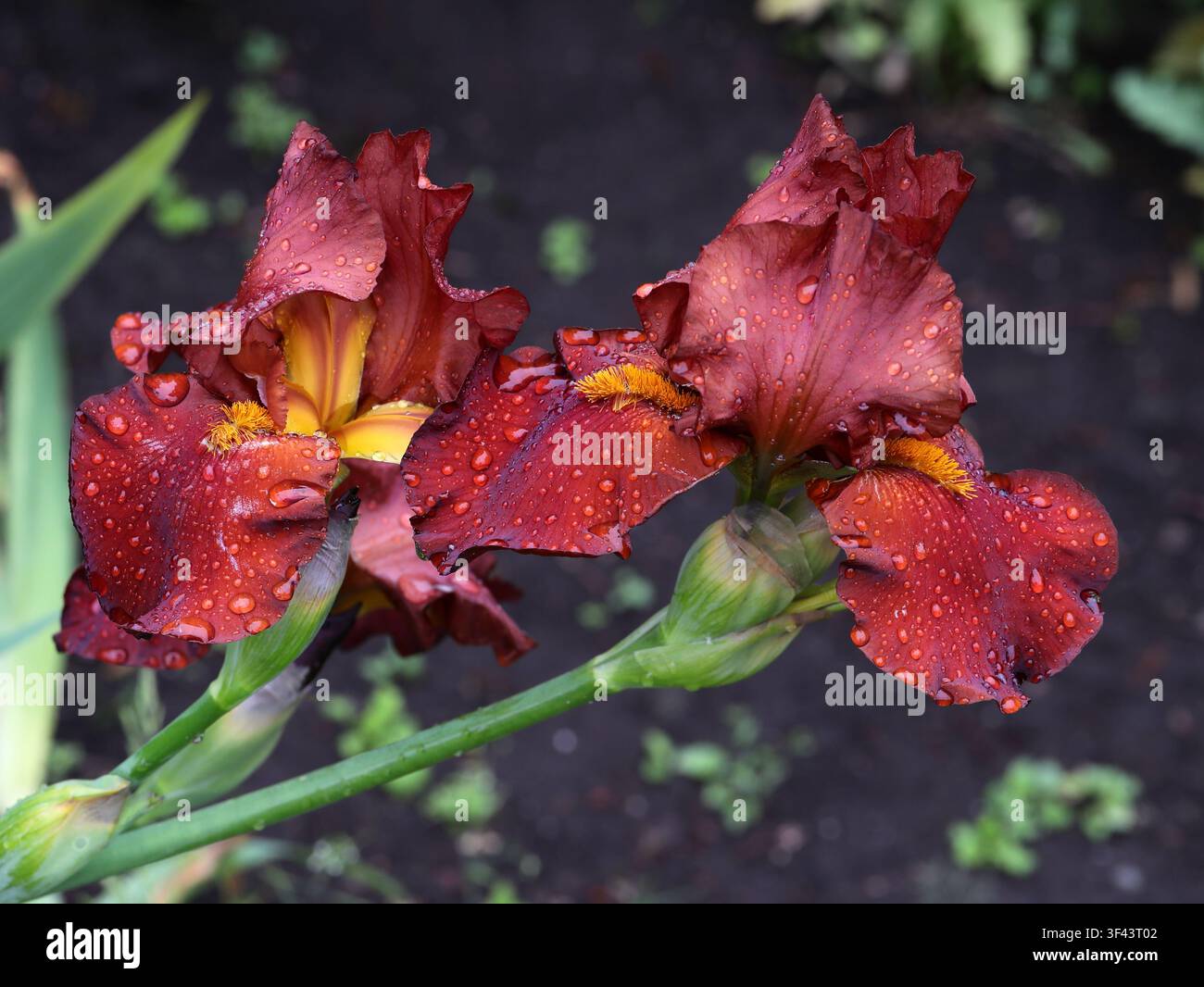 Maroon oder Burgunderrote Hohe Bart-Iris, Iris germanica 'Cimarron Strip', Iridaceae. Schottland, UK. Stockfoto