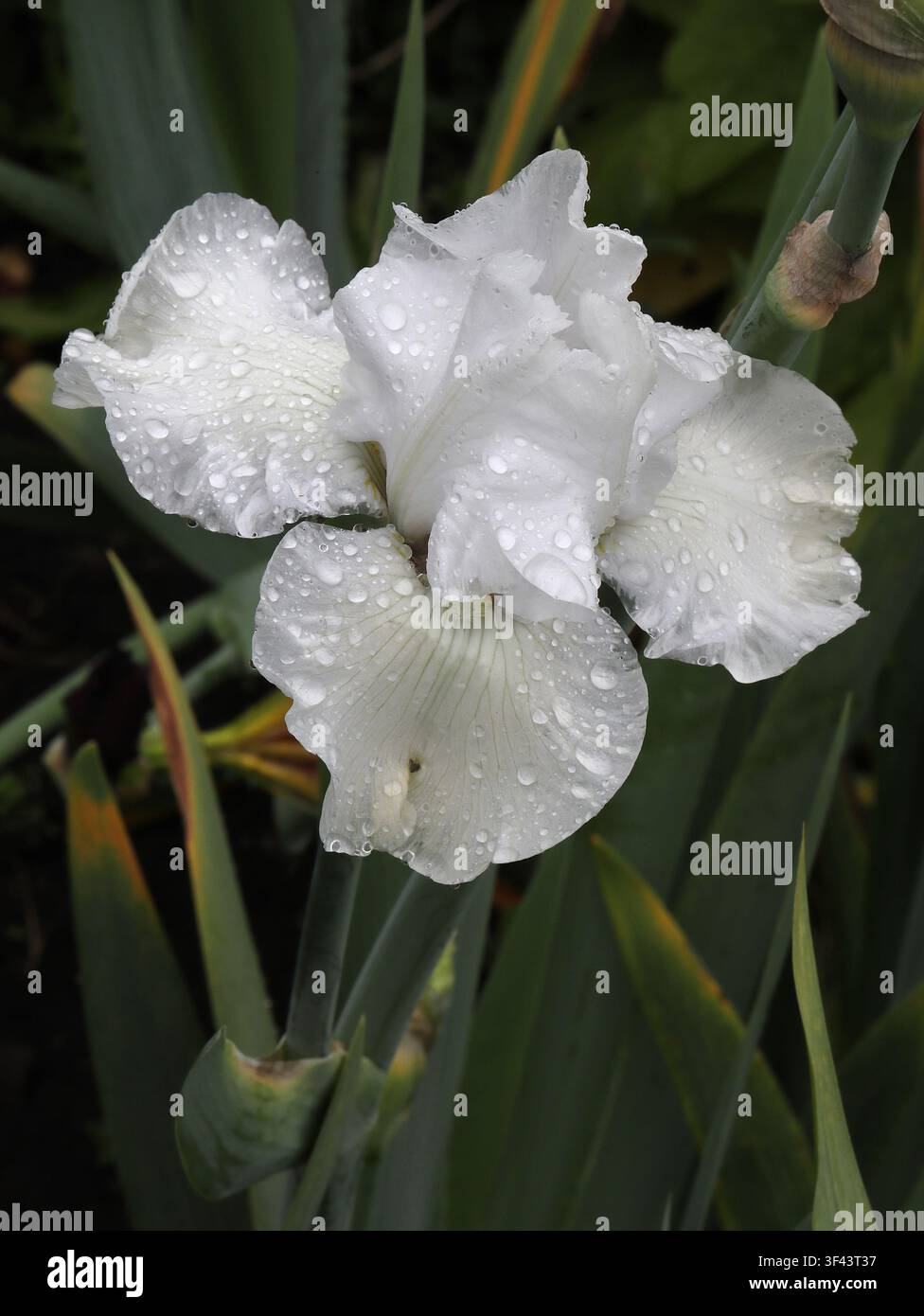 Weiße große bärtige Iris, Iris germanica alba 'Immortality', Iridaceae. Schottland, UK. Iris germanica alba ist eine klassische weißblühende bärtige Iris. Stockfoto