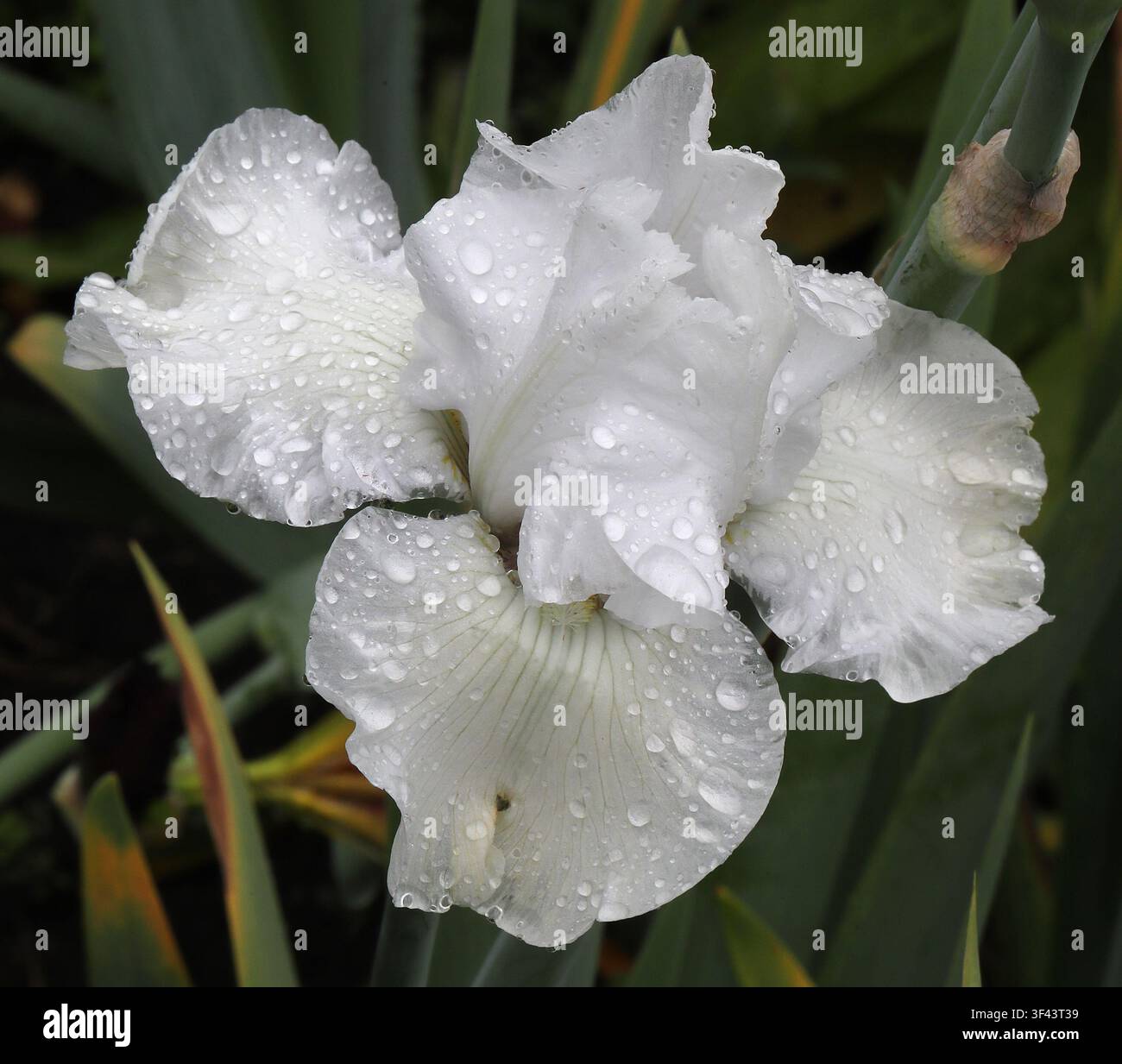 Weiße große bärtige Iris, Iris germanica alba 'Immortality', Iridaceae. Schottland, UK. Iris germanica alba ist eine klassische weißblühende bärtige Iris. Stockfoto