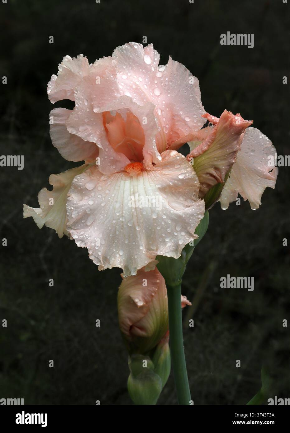 Lachsrosa Hohe Bärtige Schwertlilie, Iris germanica "Nicola Fernie", Iridaceae. Schottland, UK. Diese zerknitterte rosa Blume ist eine bärtige Schwertlilie. Stockfoto