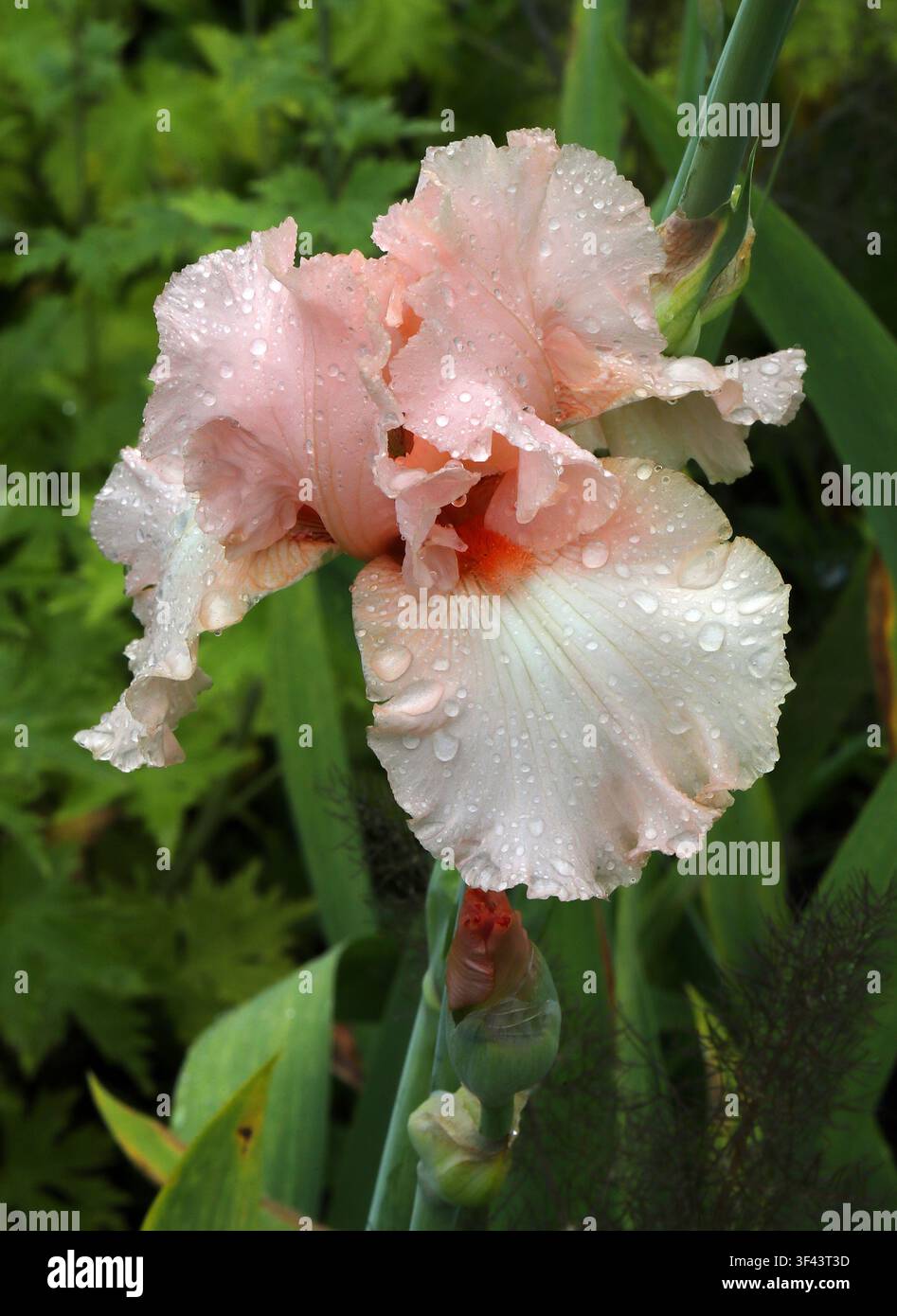 Lachsrosa Hohe Bärtige Schwertlilie, Iris germanica "Nicola Fernie", Iridaceae. Schottland, UK. Diese zerknitterte rosa Blume ist eine bärtige Schwertlilie. Stockfoto
