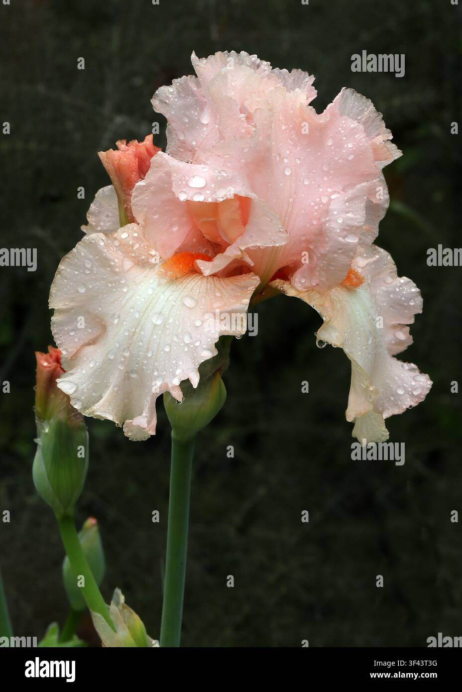 Lachsrosa Hohe Bärtige Schwertlilie, Iris germanica "Nicola Fernie", Iridaceae. Schottland, UK. Diese zerknitterte rosa Blume ist eine bärtige Schwertlilie. Stockfoto