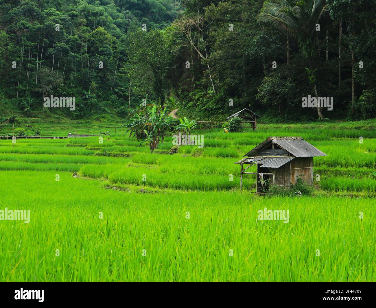Landschaftsfotografie einer malerischen Reisterrasse in Bogor, Westjava, Indonesien Stockfoto