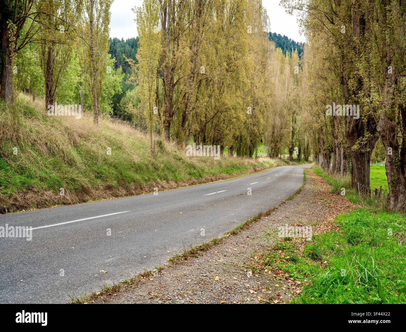 Straße, Auto-Hintergrund, Automobil-Heckplatte, Landstraße gesäumt von Pappeln Stockfoto