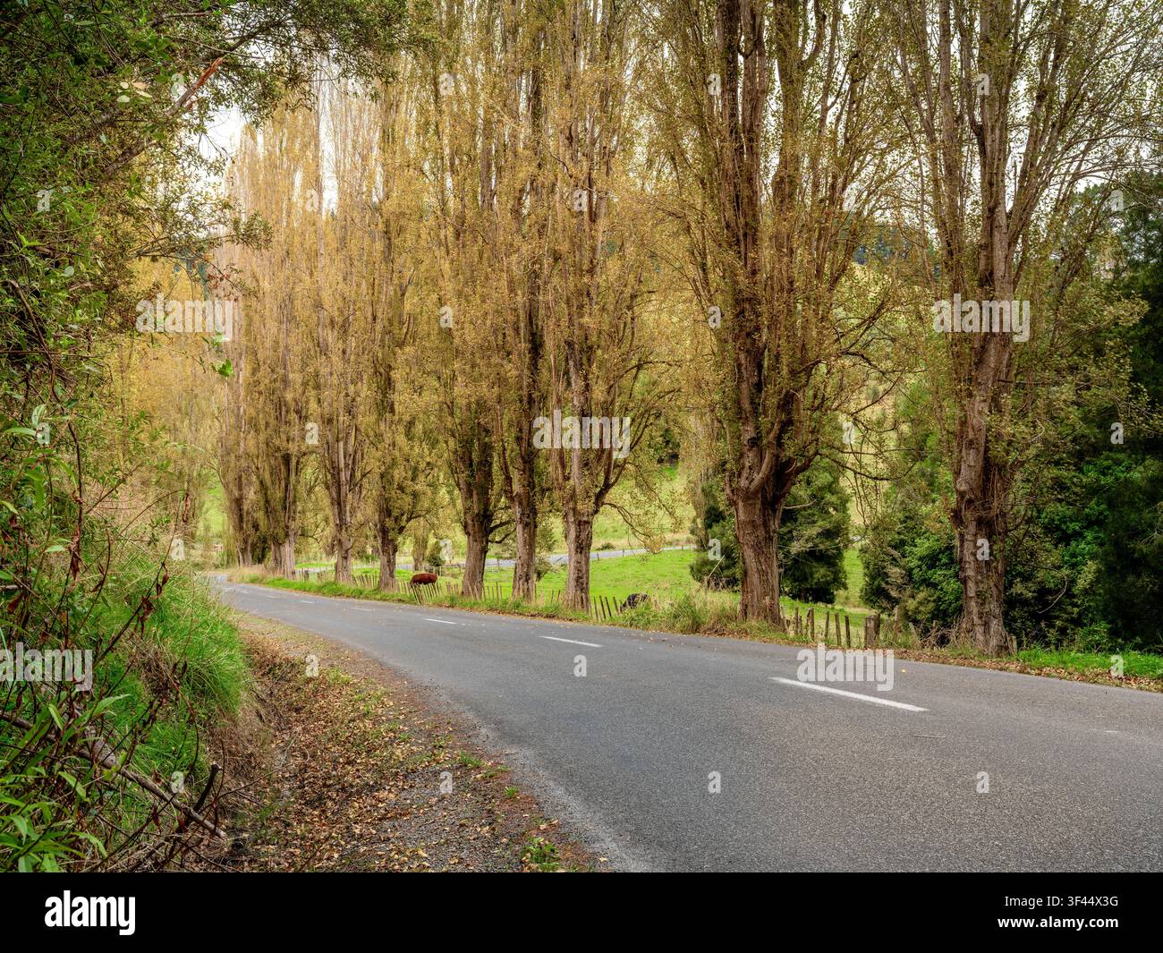 Straße, Auto-Hintergrund, Automobil-Heckplatte, Landstraße gesäumt von Pappeln Stockfoto