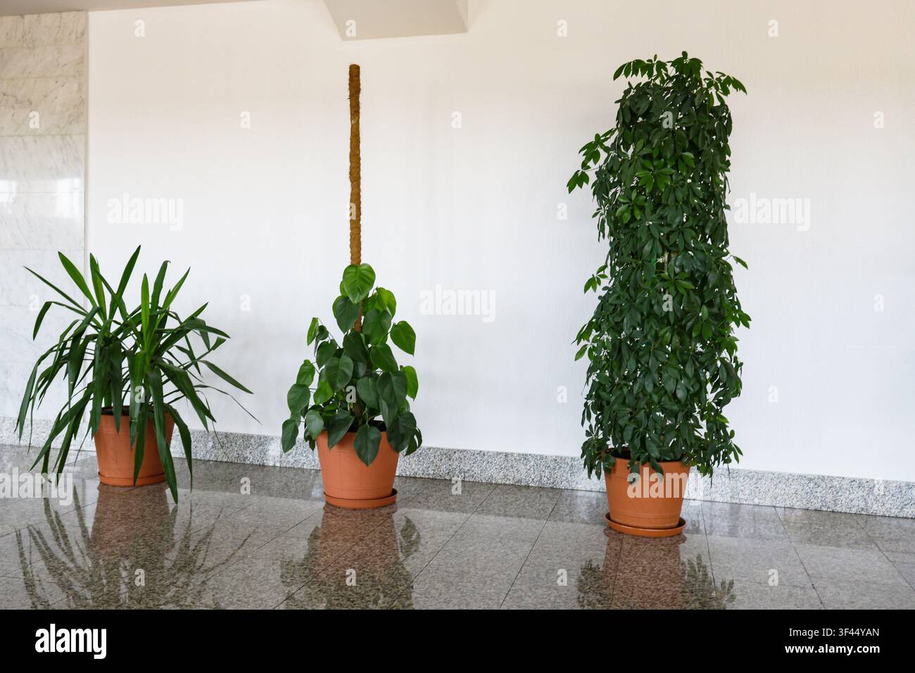 Drei verschiedene grüne tropische Zimmerpflanzen in Terrakottatöpfen, die in einer Reihe entlang einer sauberen weißen Wand in einem modernen hellen Gebäudeinneren angeordnet sind. Stockfoto