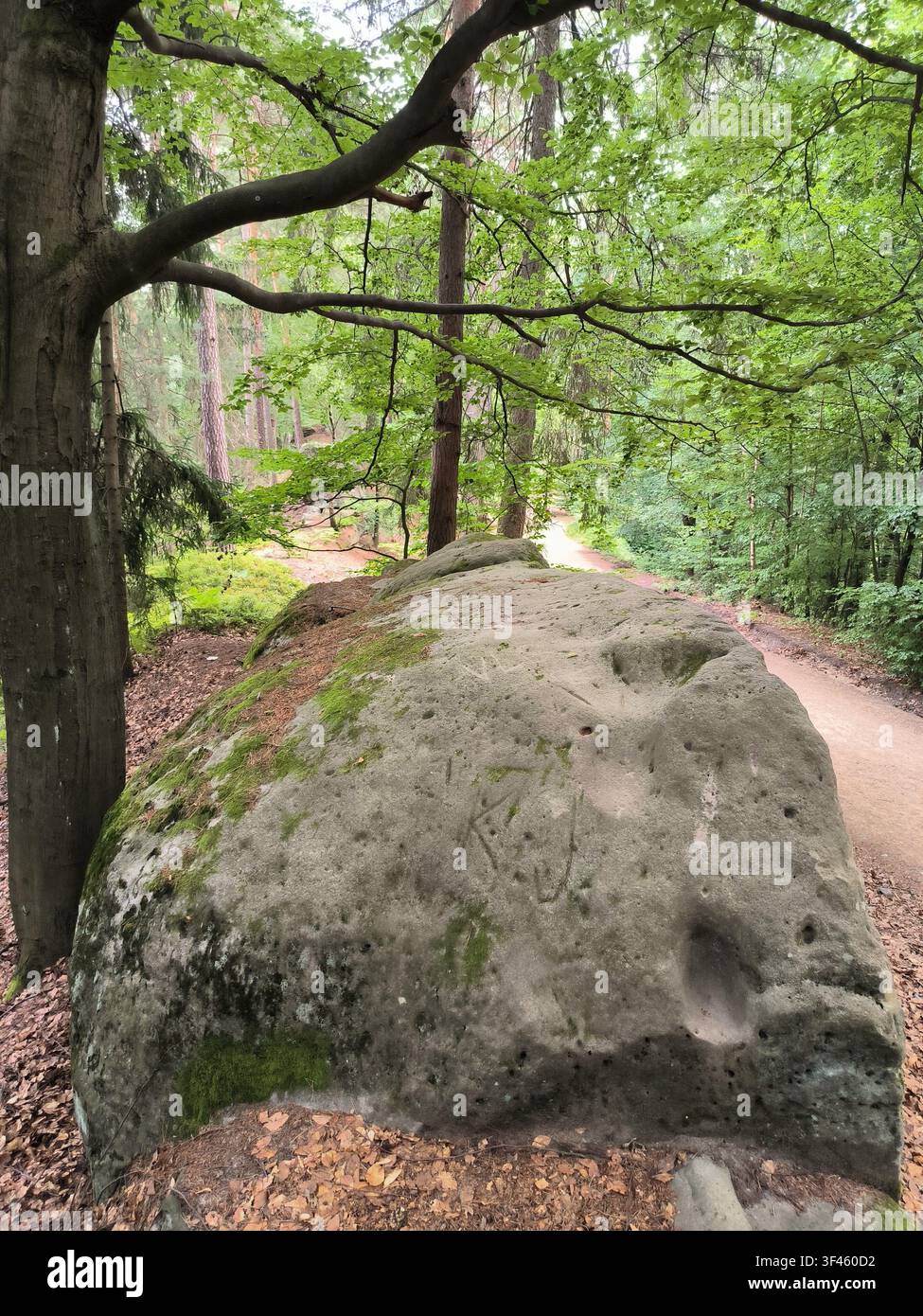 Großer moosiger Sandsteinblock neben einem Feldweg in einem grünen Wald - Smartphone-aufgenommenes Stockfoto
