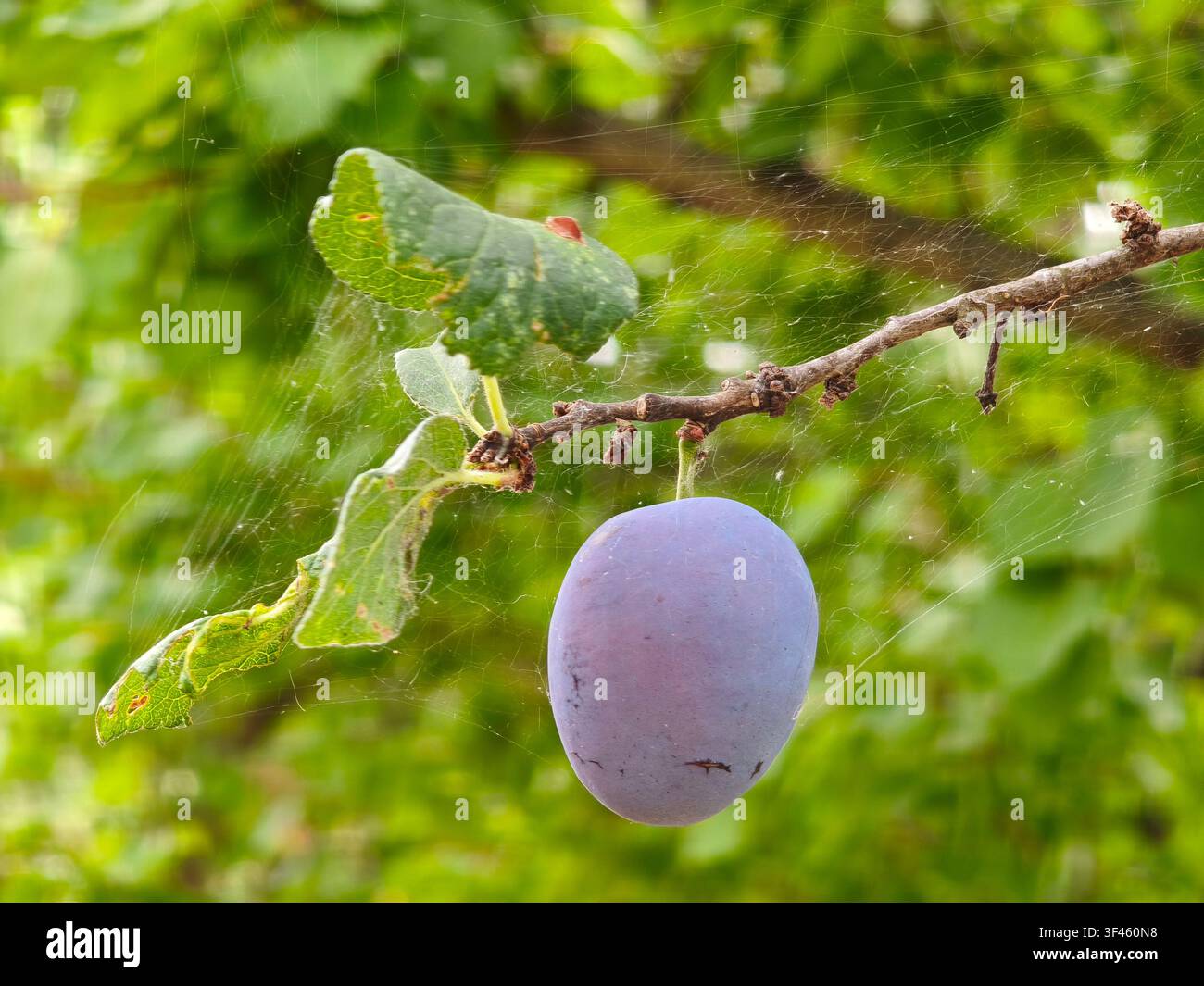 Einzige reife violette Pflaume, die an einem mit Spinnweben bedeckten Ast hängt - Smartphone-aufgenommenes Stockfoto
